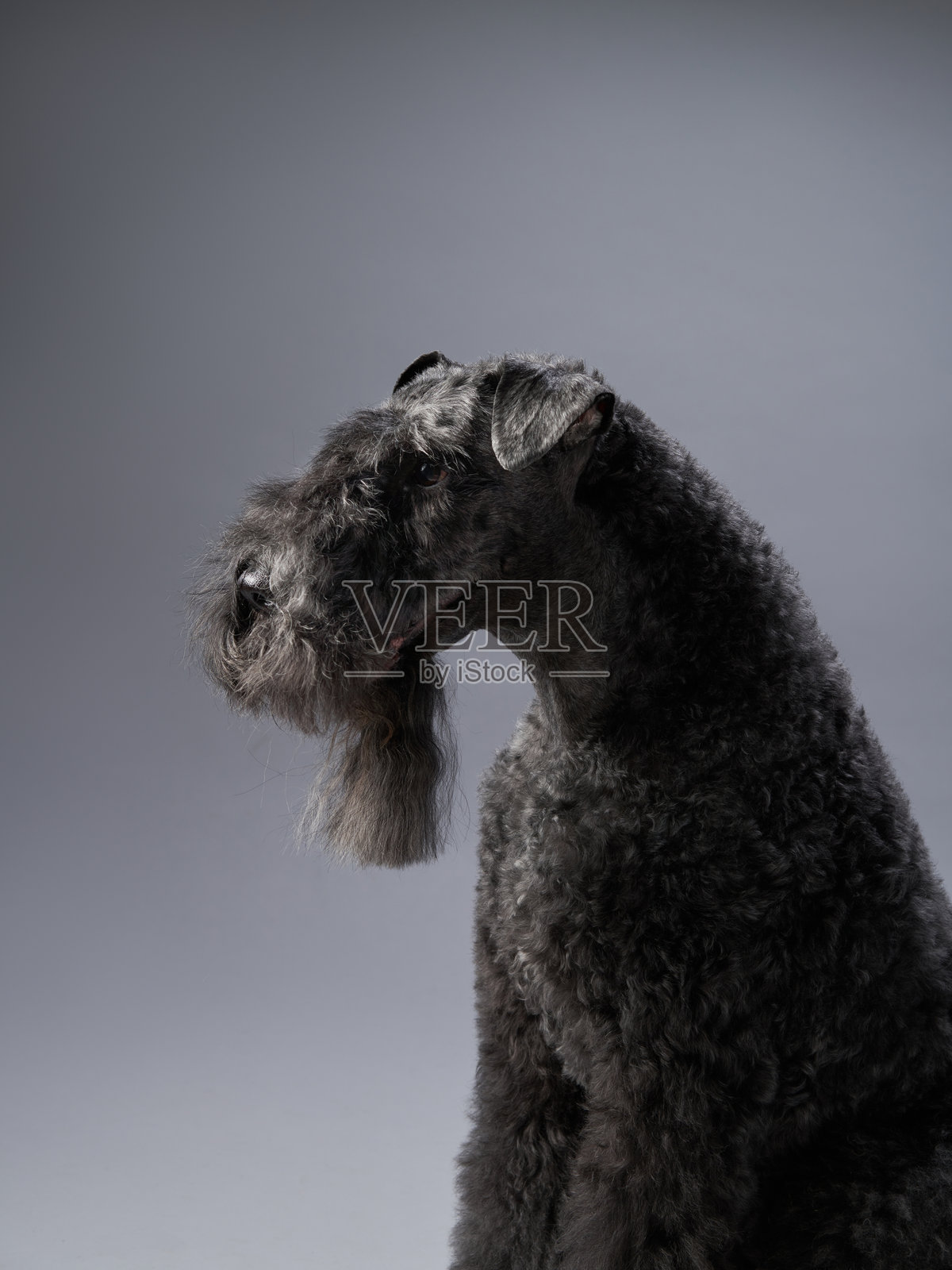 线毛梗的肖像照片摄影图片