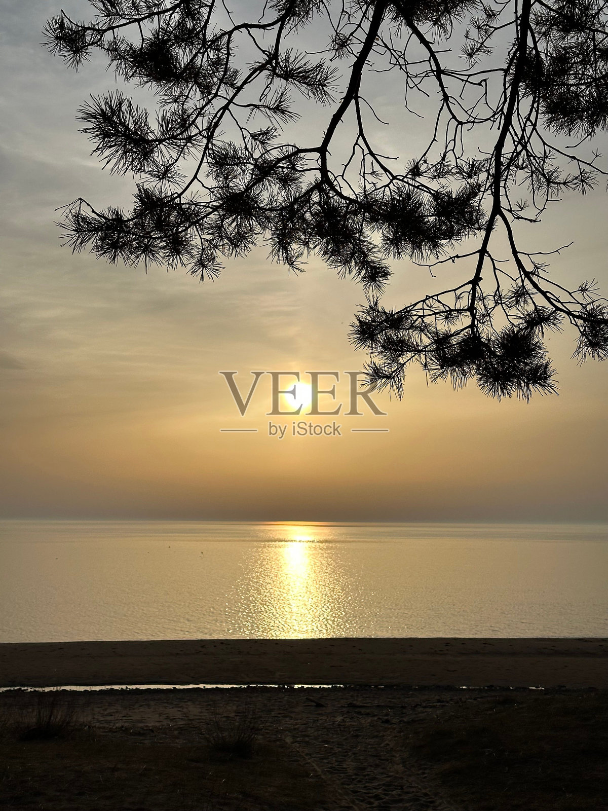 日落时分，平静海面上的松树剪影照片摄影图片