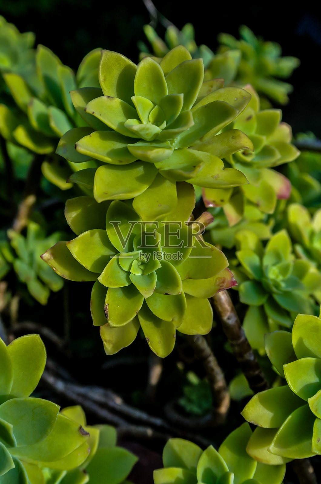 一堆带有棕色斑点的绿色多肉植物照片摄影图片