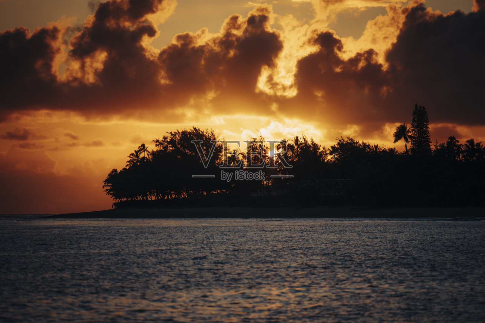 傍晚阳光下的棕榈树。照片摄影图片