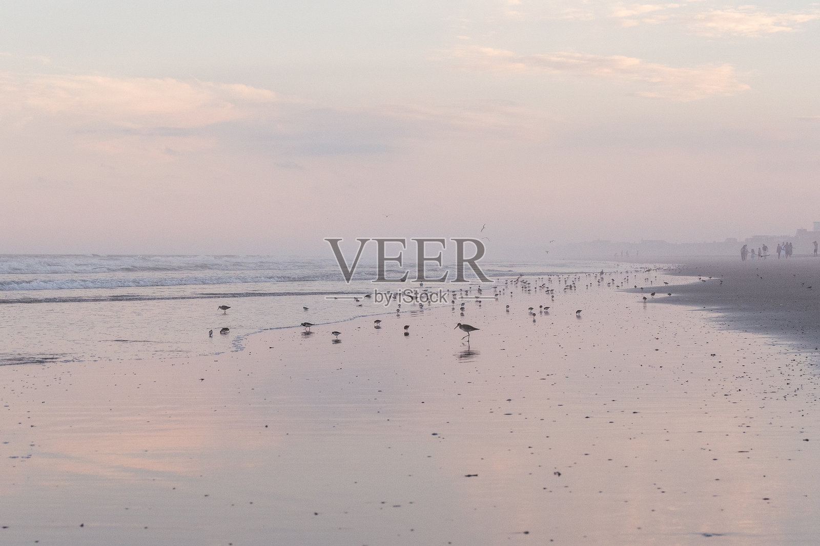 日落时分，沙丘鹬、海鸥和海岸鸟在海滩上。照片摄影图片