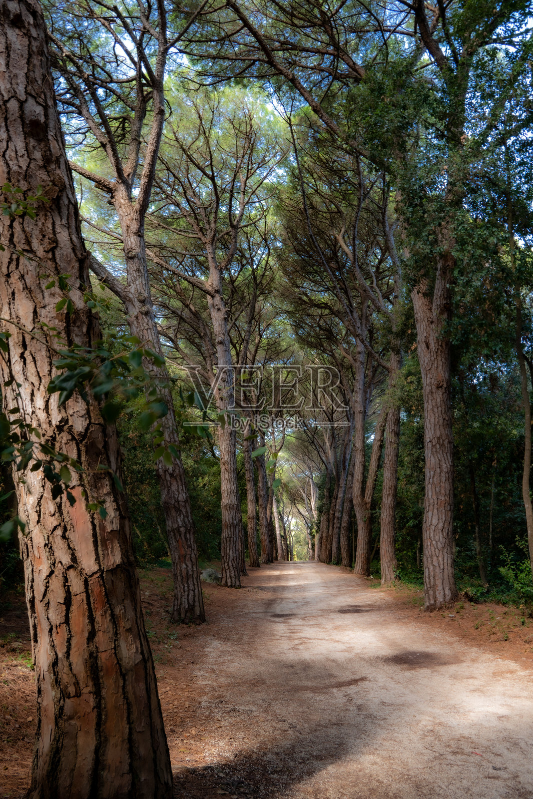 扎尔特尼·尔特自然森林公园的长松树大道，位于克罗地亚伊斯特拉州罗维尼附近的美丽景观公园“金角”。该公园由特里斯特企业家乔治·胡特罗特于1890年创立。照片摄影图片