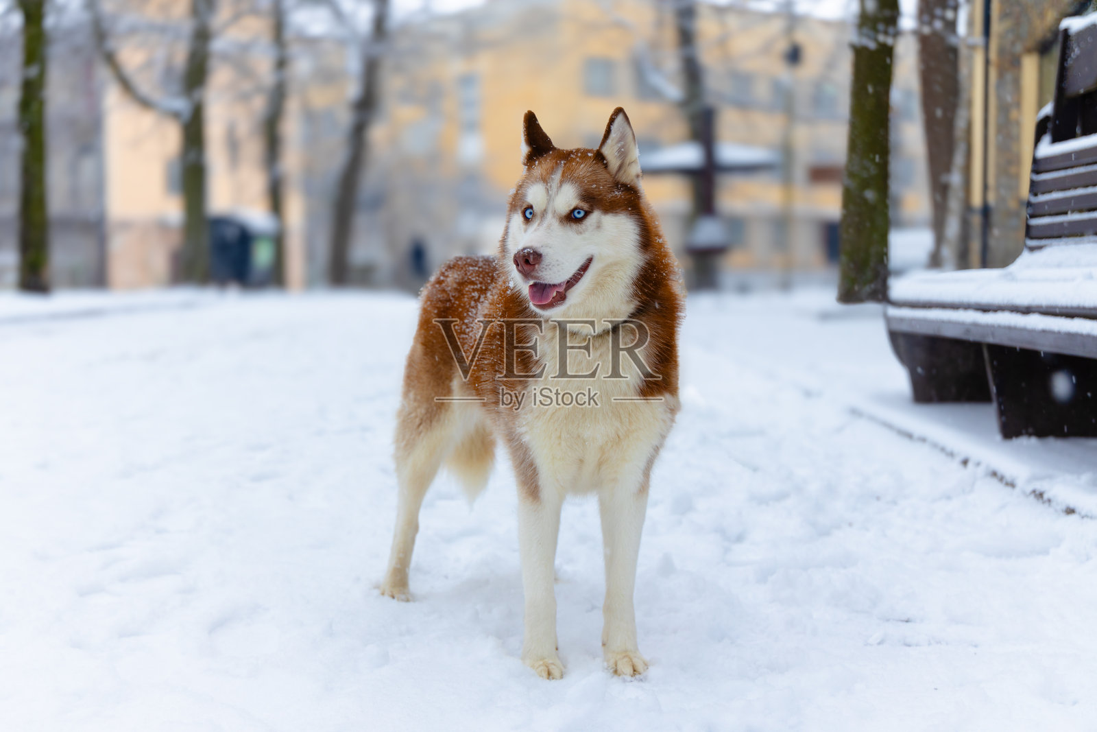 冬季哈士奇走在公园里，宠物可爱的狗狗在城市风景街道上摆姿势，北欧寒冷的理想天气，1月份的白天。照片摄影图片