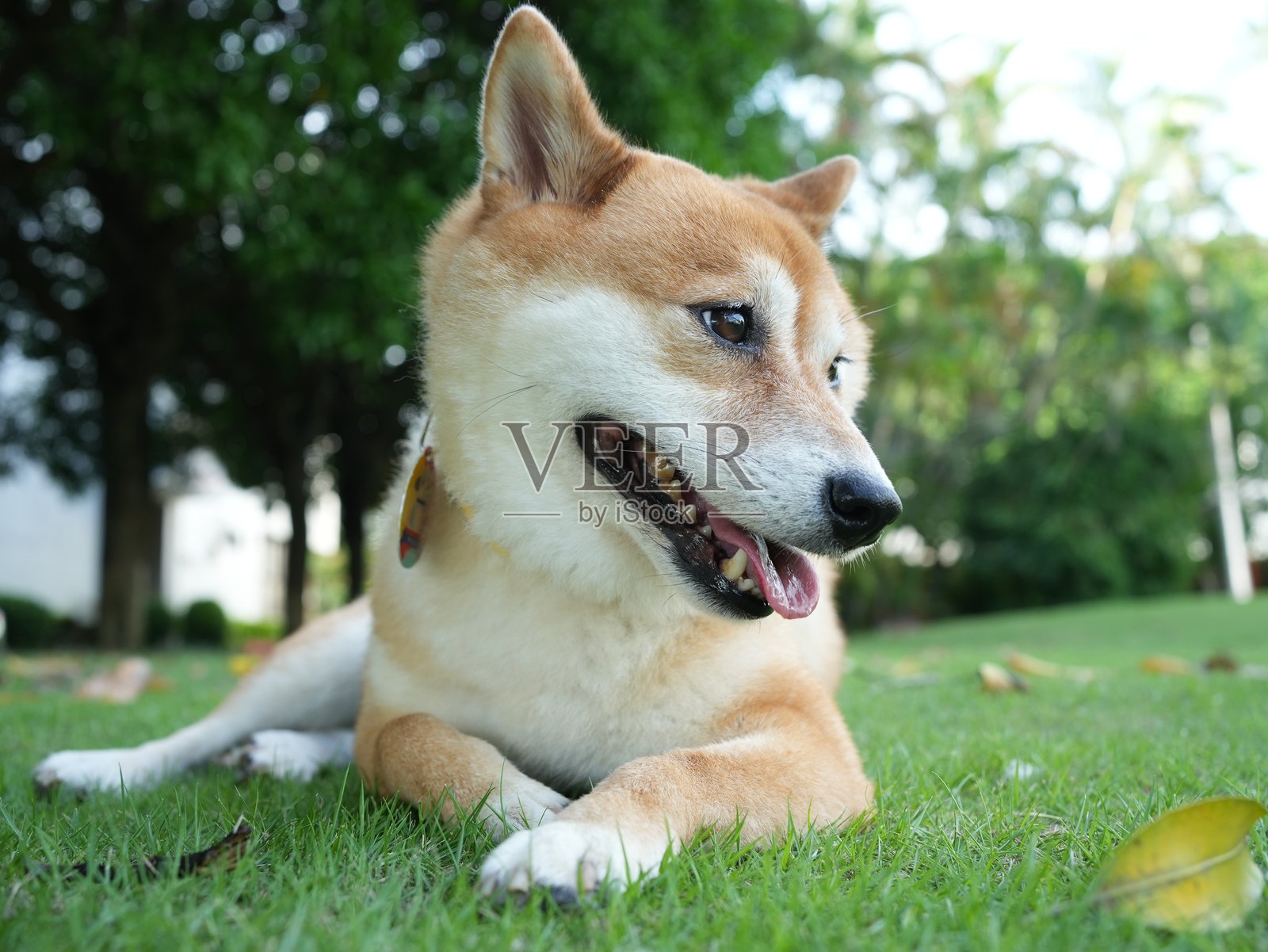 草地上的柴犬照片摄影图片