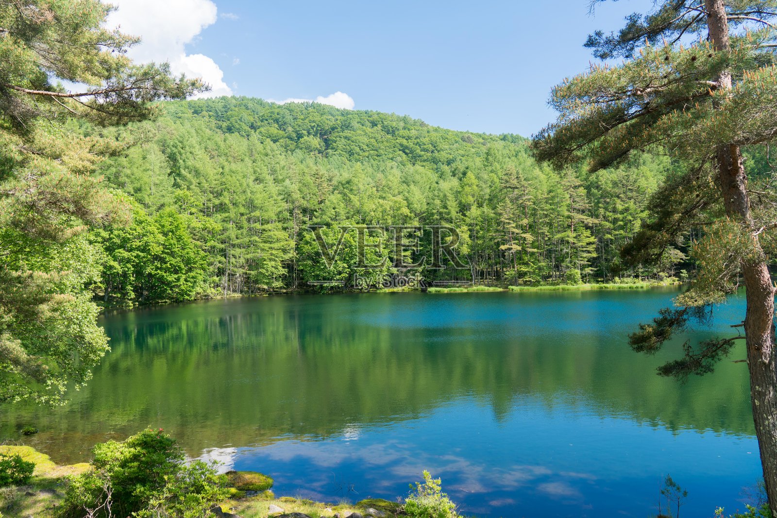 一池水面上倒映着绿色：奥久岳，三社池照片摄影图片
