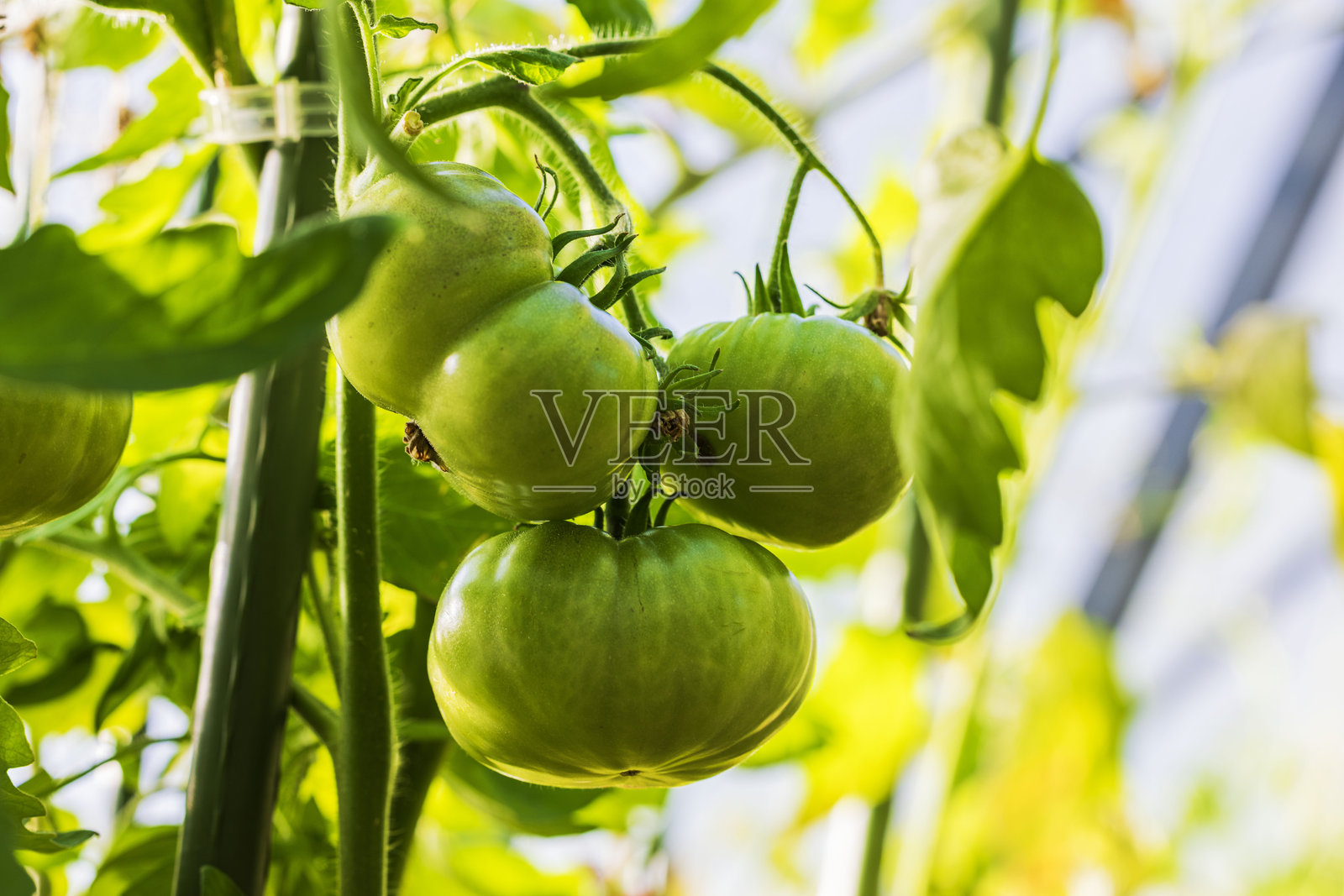 温室中阳光明媚的夏日，绿油油的成熟番茄特写挂在植物上。照片摄影图片