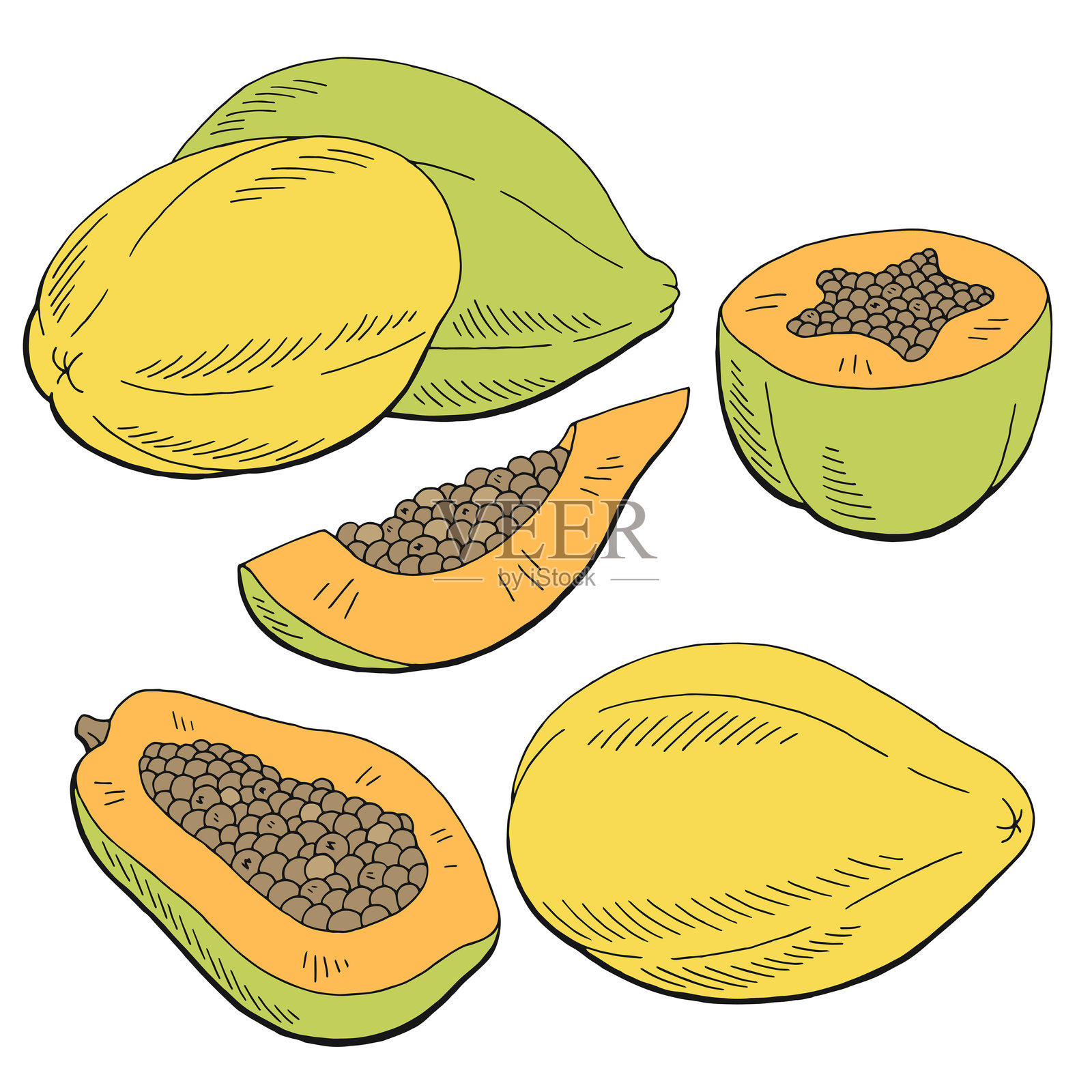 木瓜水果图形，彩色孤立素描插图矢量图插画图片素材