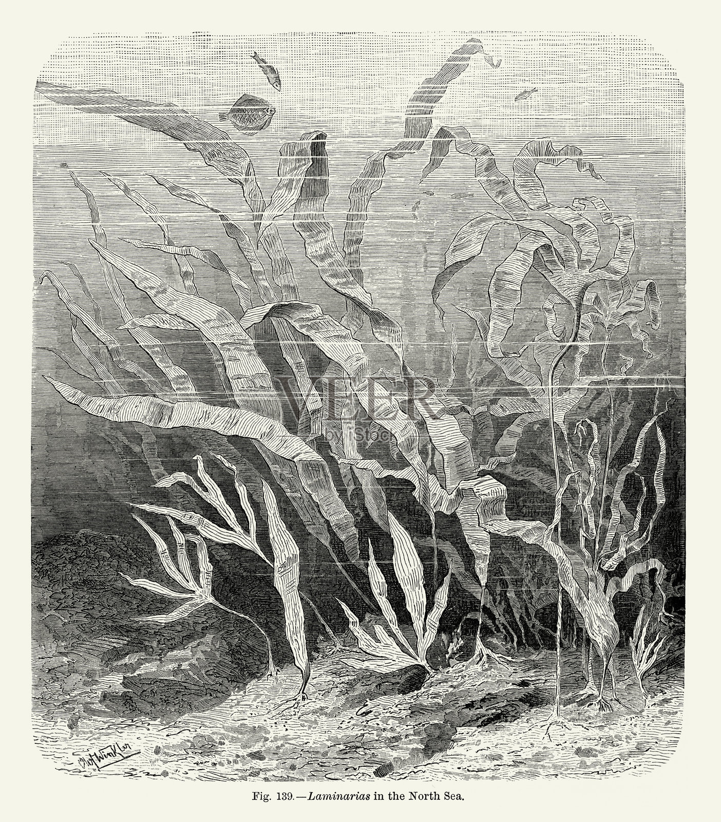 植物自然史，维多利亚植物插图，1897年北海海藻插画图片素材