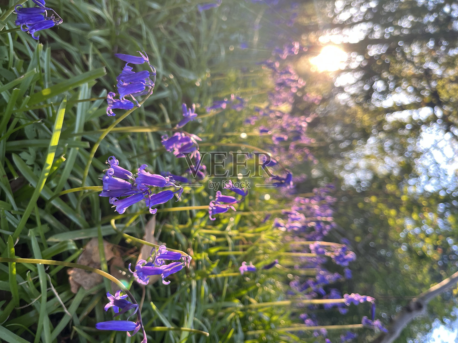 阳光明媚的春天，蓝铃花盛开照片摄影图片