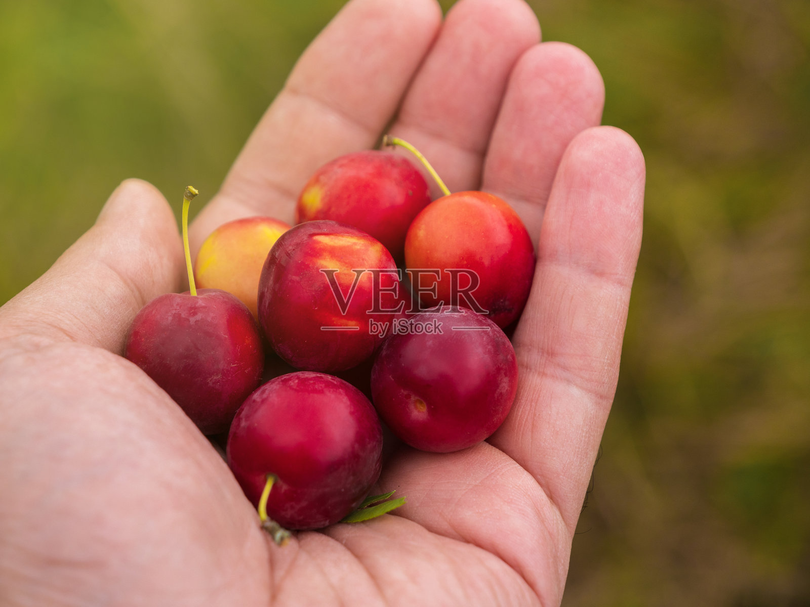 手握红色樱桃梅，背景模糊的绿色景色照片摄影图片
