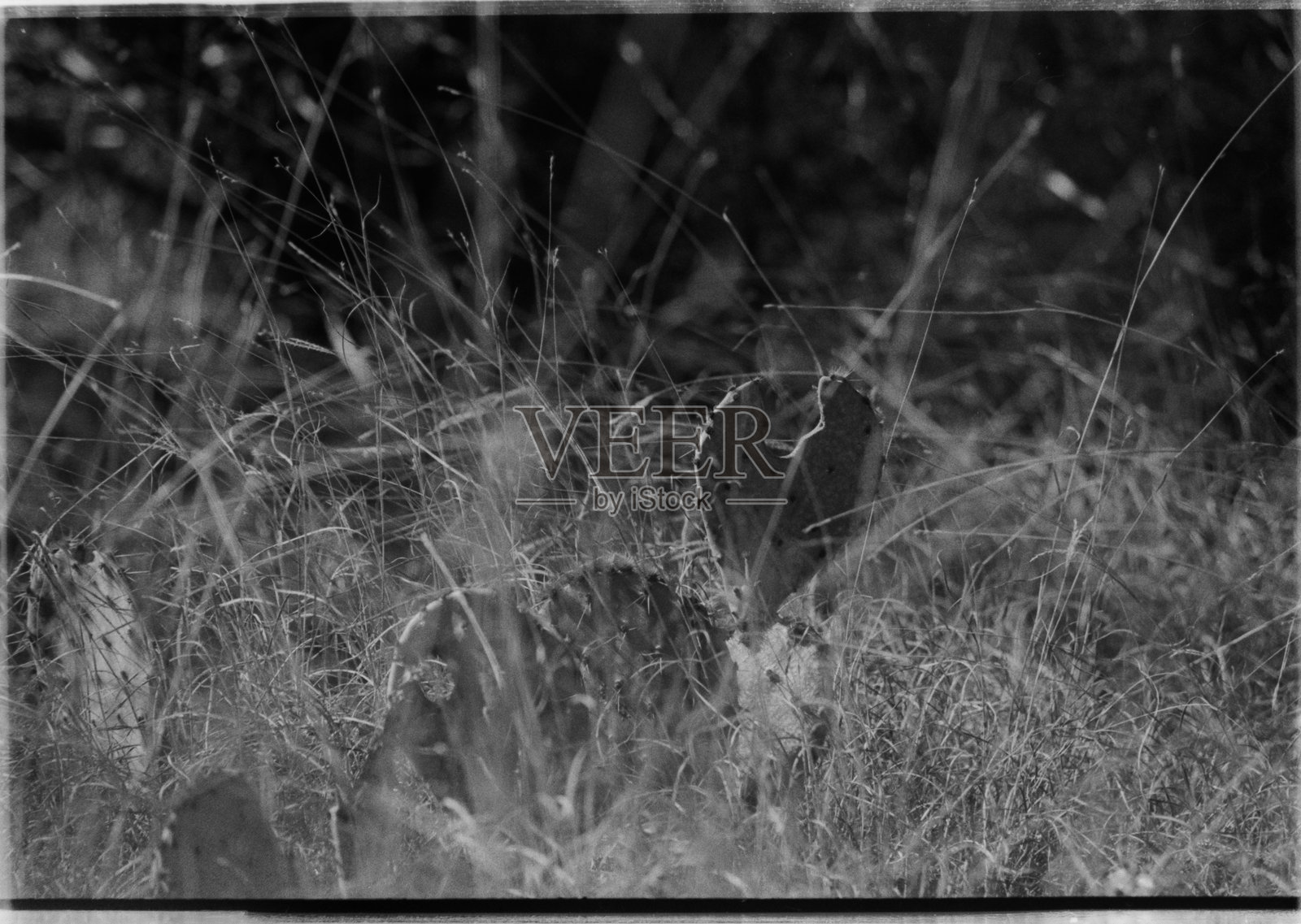 蛇的领地照片摄影图片