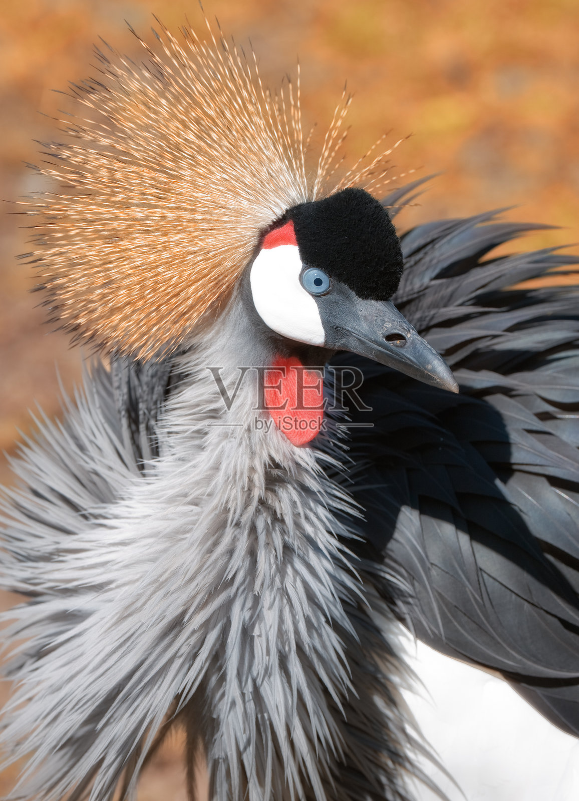 非洲冠鹤照片摄影图片