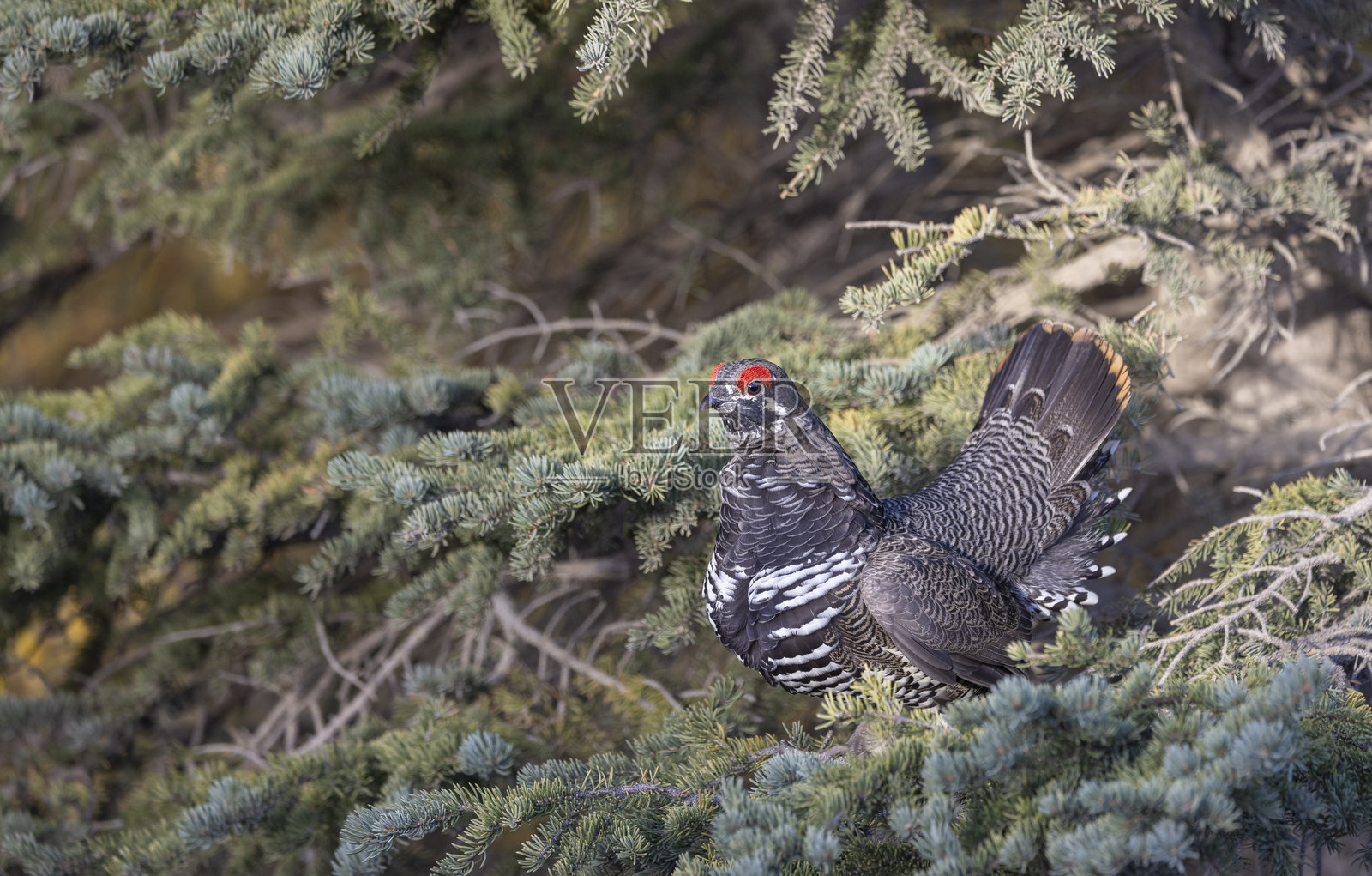 阿拉斯加德纳利国家公园的云杉松鸡在秋季照片摄影图片