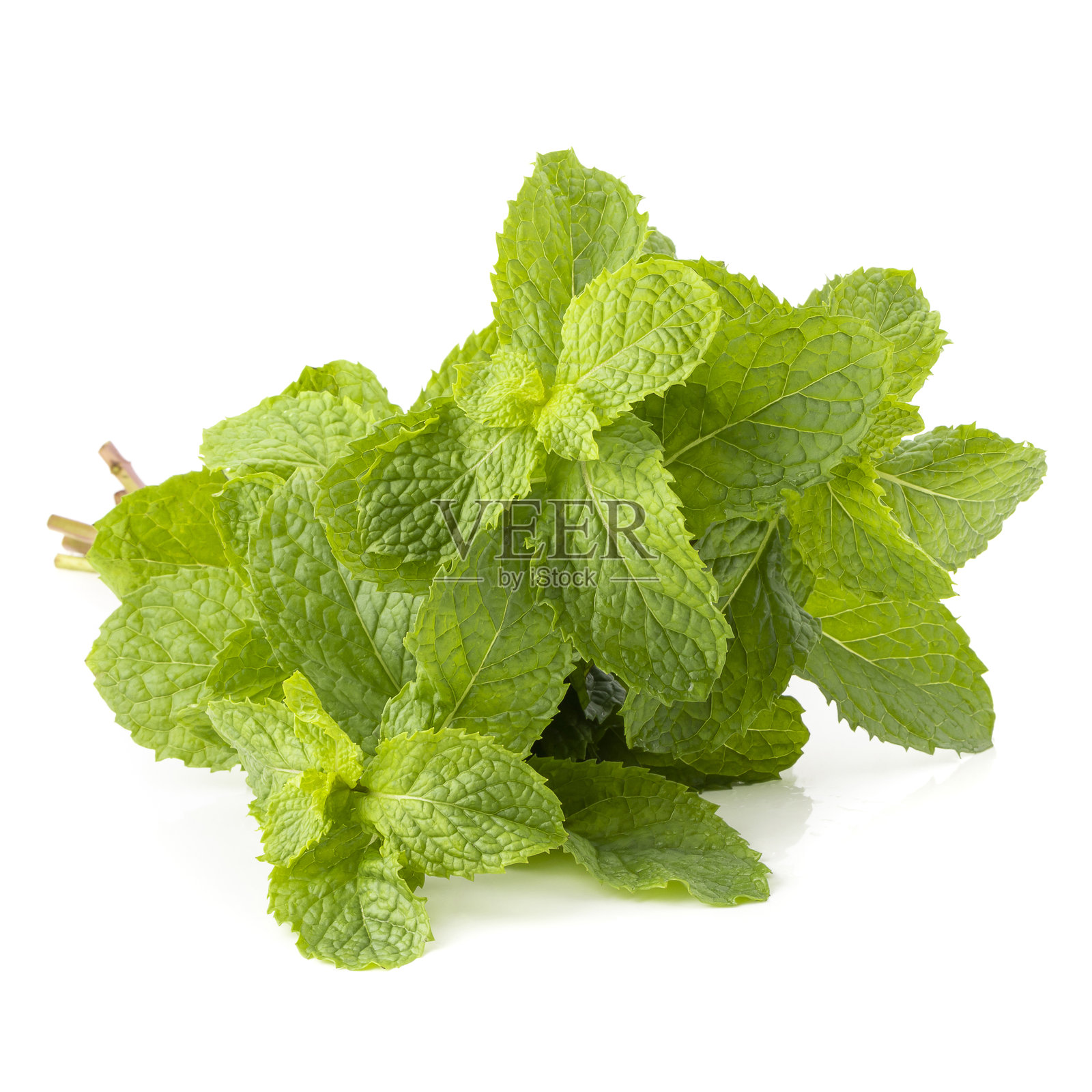 新鲜薄荷叶孤立在白色背景上照片摄影图片