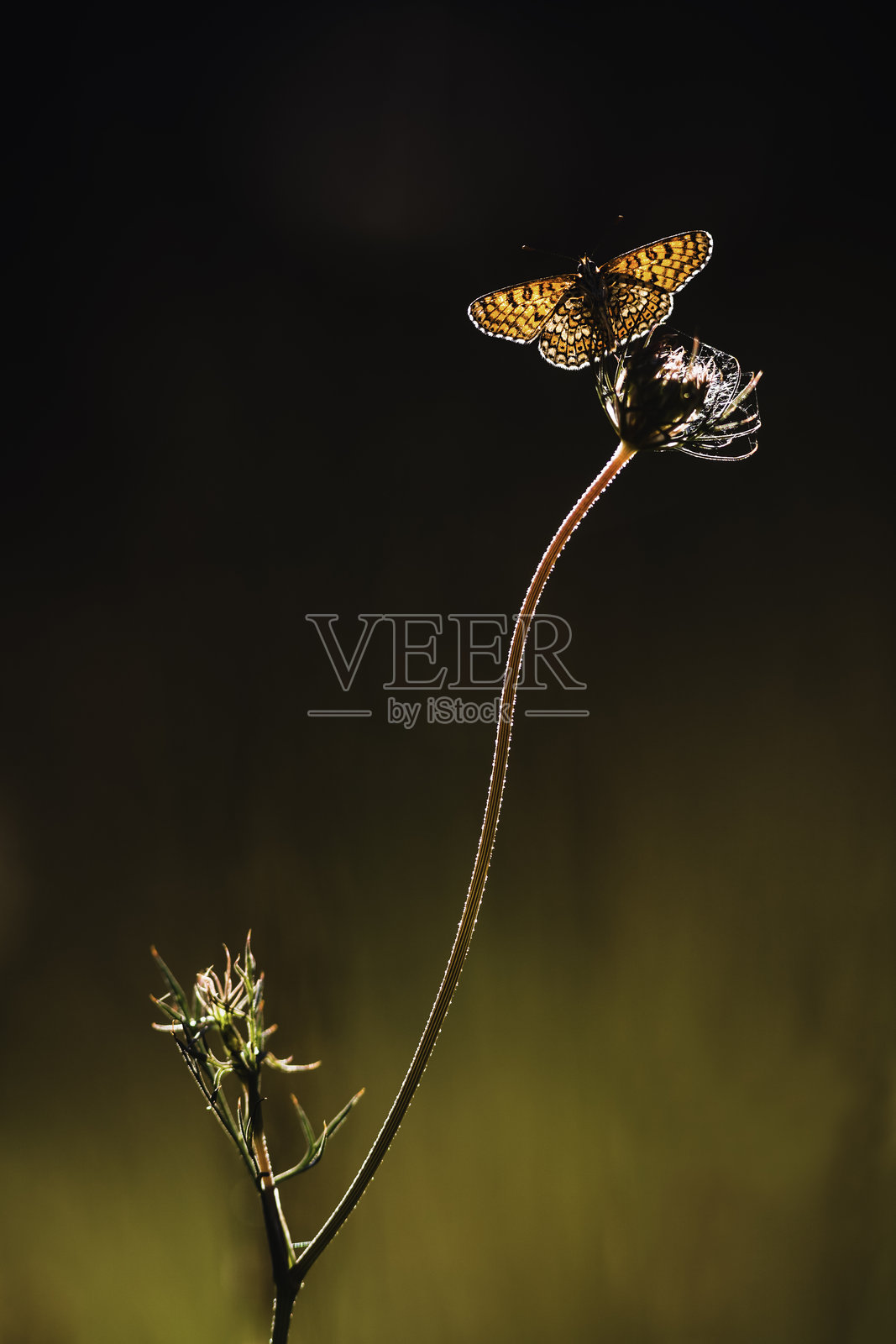 明暗对比中的蝴蝶照片摄影图片