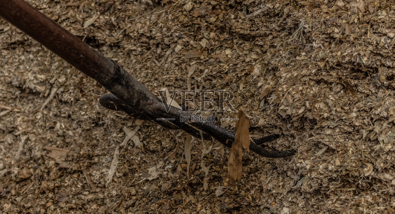 农民用绞刑架收集动物的玉米饲料照片摄影图片