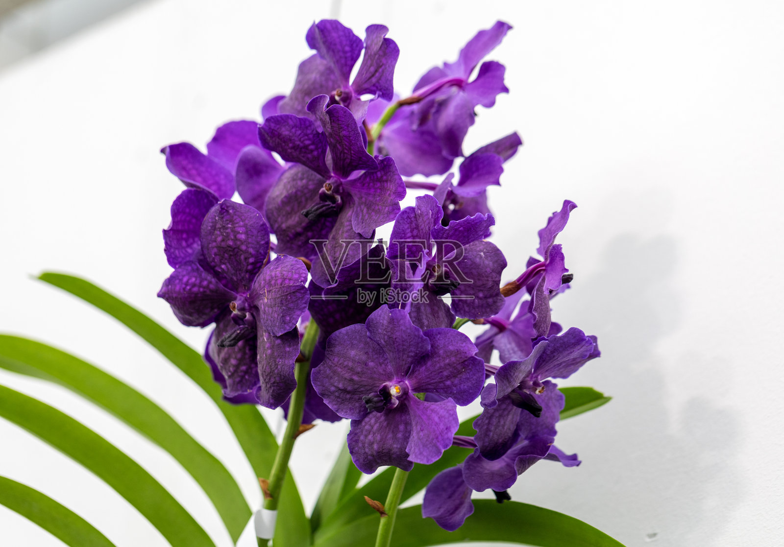 紫色兰花特写镜头照片摄影图片