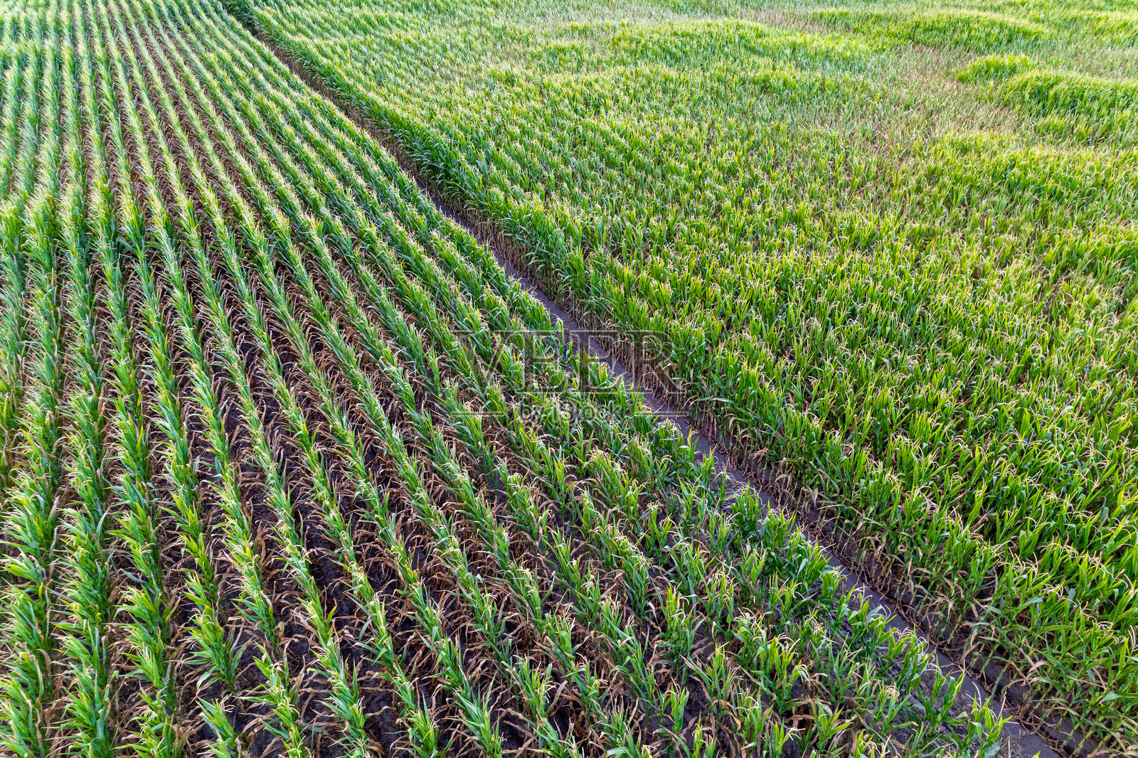 无人机拍摄的低空玉米田航拍照片，鸟瞰视角照片摄影图片