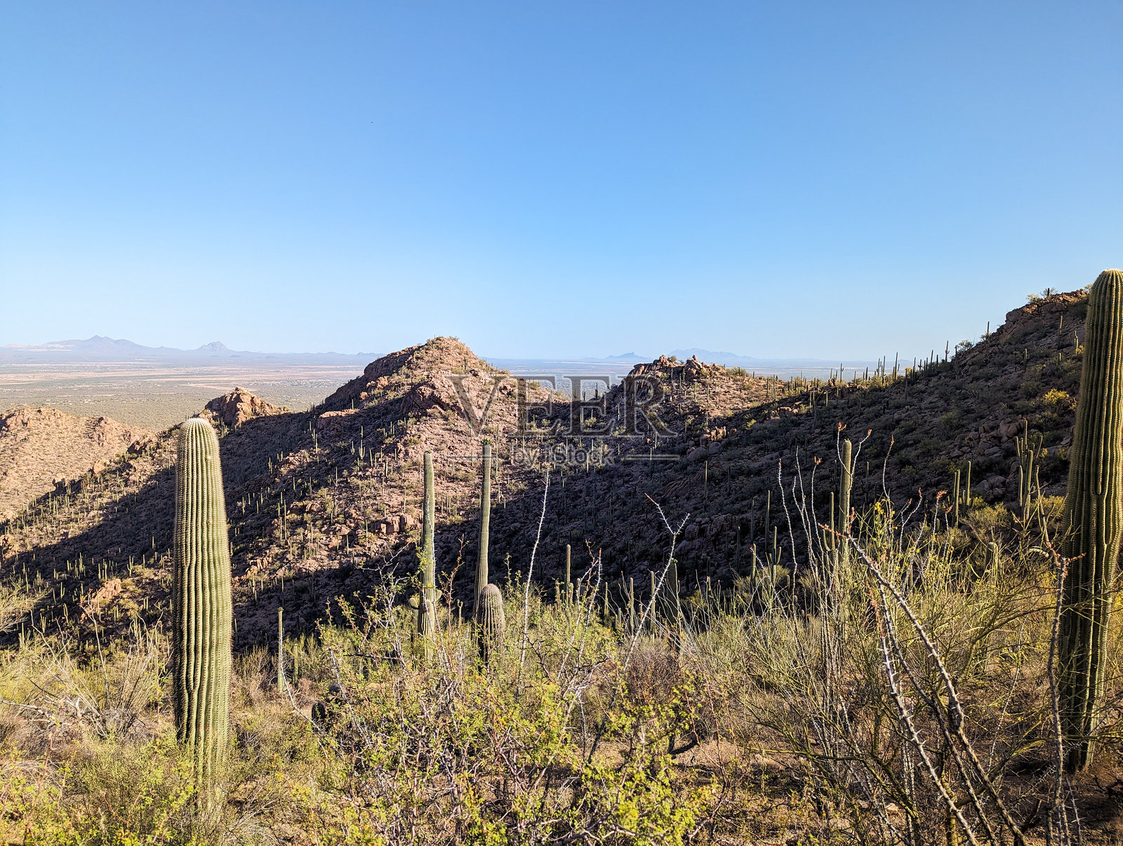 萨瓜罗仙人掌森林的美丽景色照片摄影图片