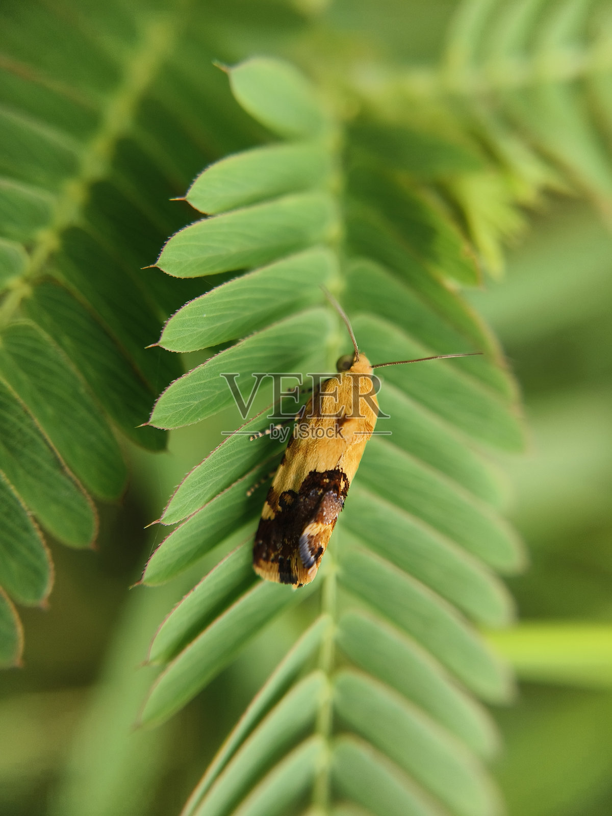 Acontia（蛾）照片摄影图片