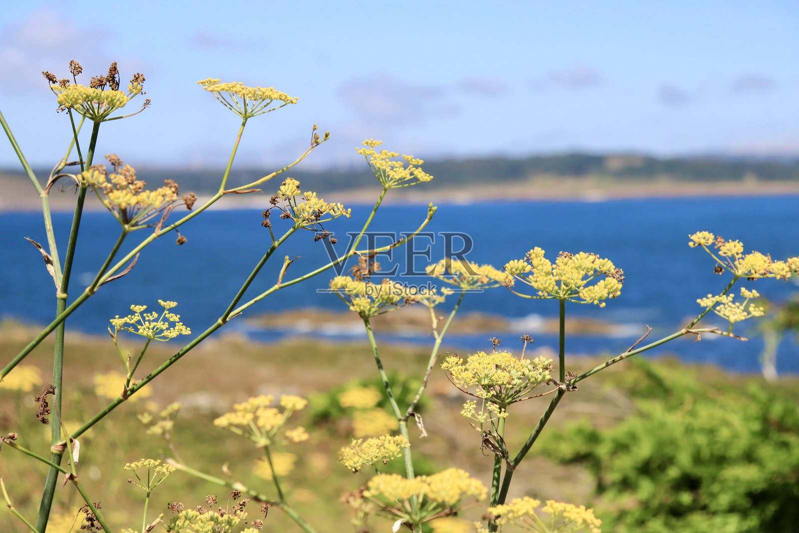 黄色花朵与蓝色海洋背景照片摄影图片