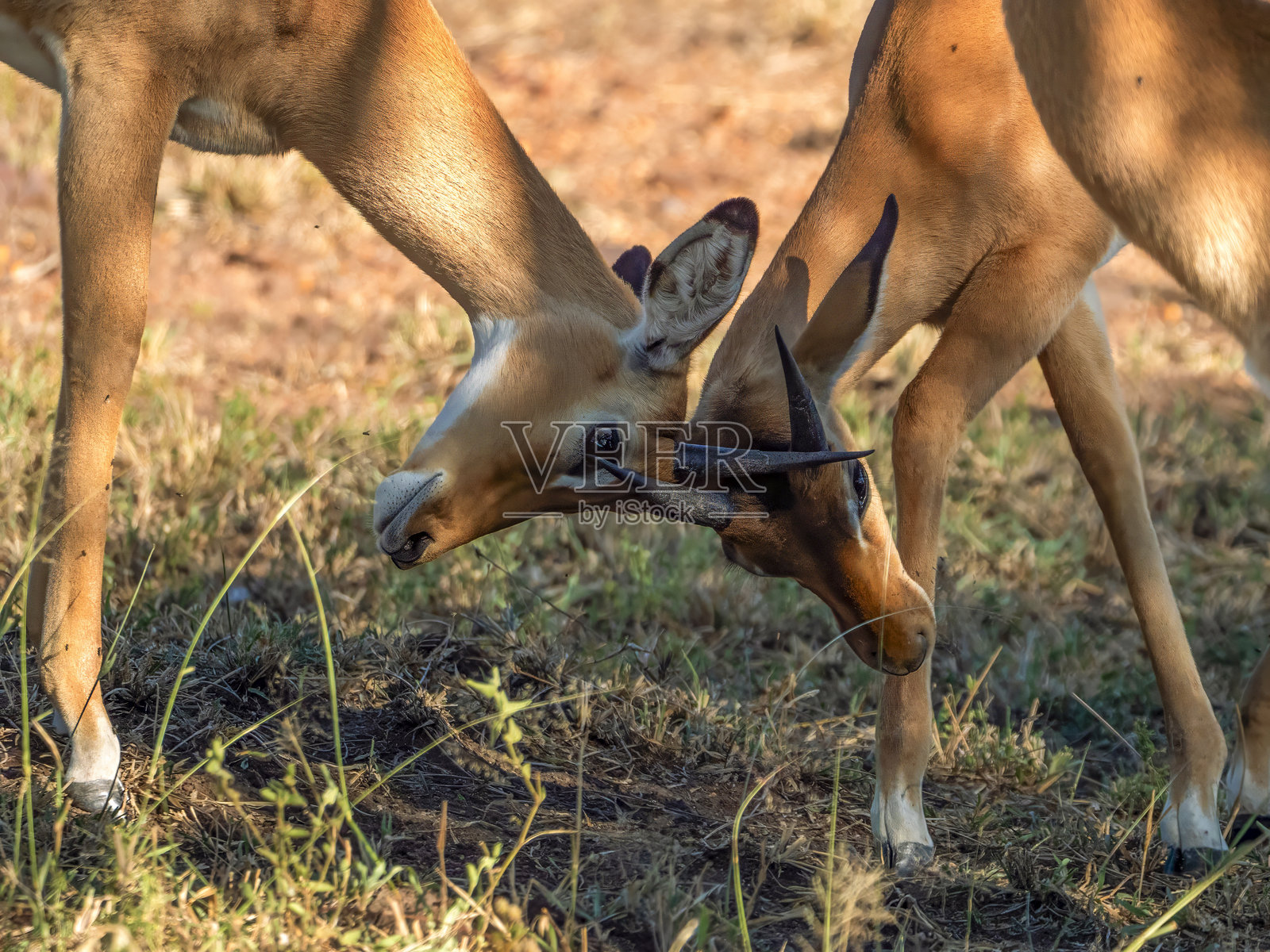 两只年轻的雄性黑斑羚（Aepyceros melampus）在坦桑尼亚塞伦盖蒂国家公园的草原上打斗。照片摄影图片