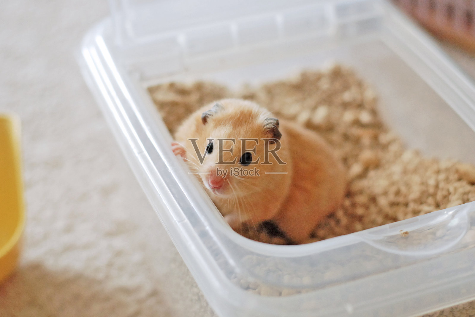 金色仓鼠在盒子里玩耍照片摄影图片