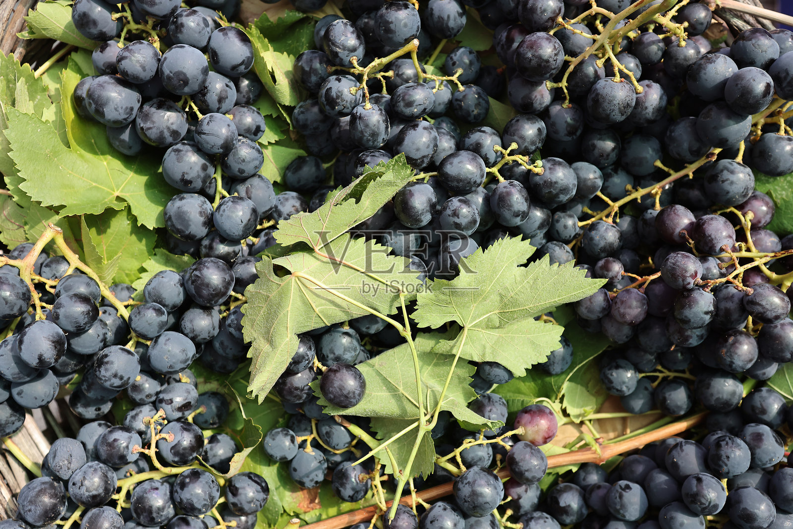 卡瓦奇克葡萄照片摄影图片