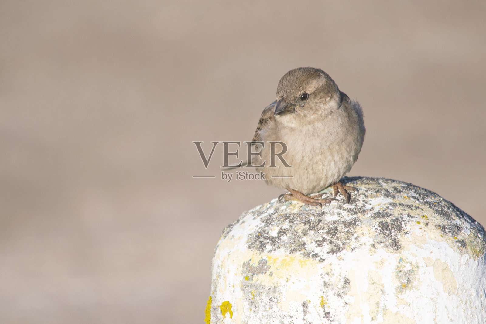 黄雀栖息在白色石头上照片摄影图片