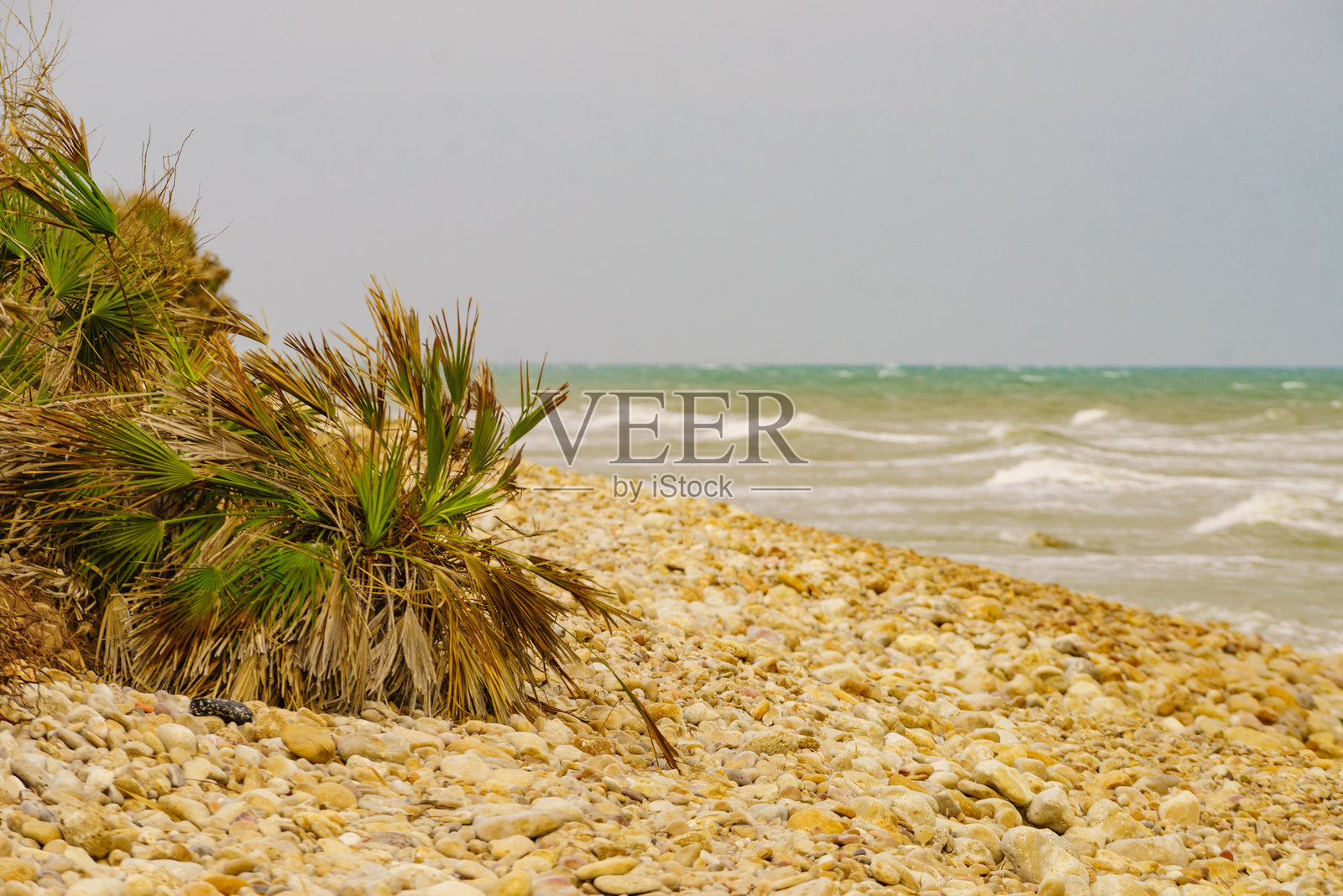 海岸边的沙滩植物照片摄影图片