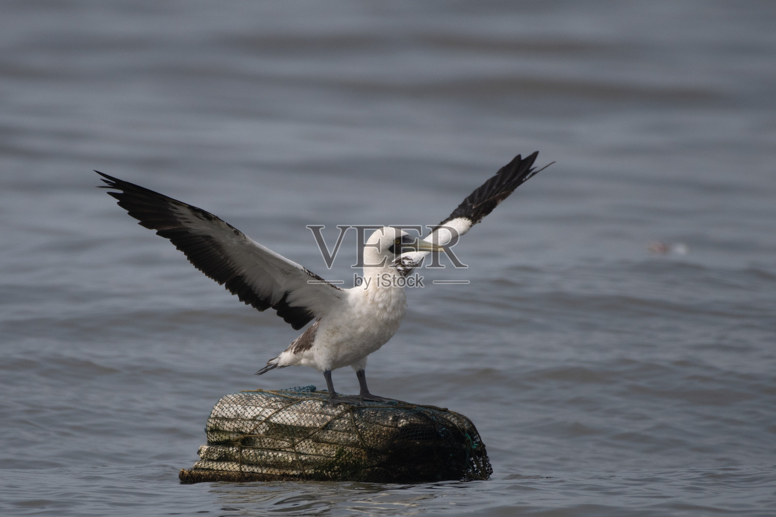孟加拉岛的面具鲣鸟或面具鸥（Sula dactylatra）在印度马哈拉施特拉邦的孟买。照片摄影图片