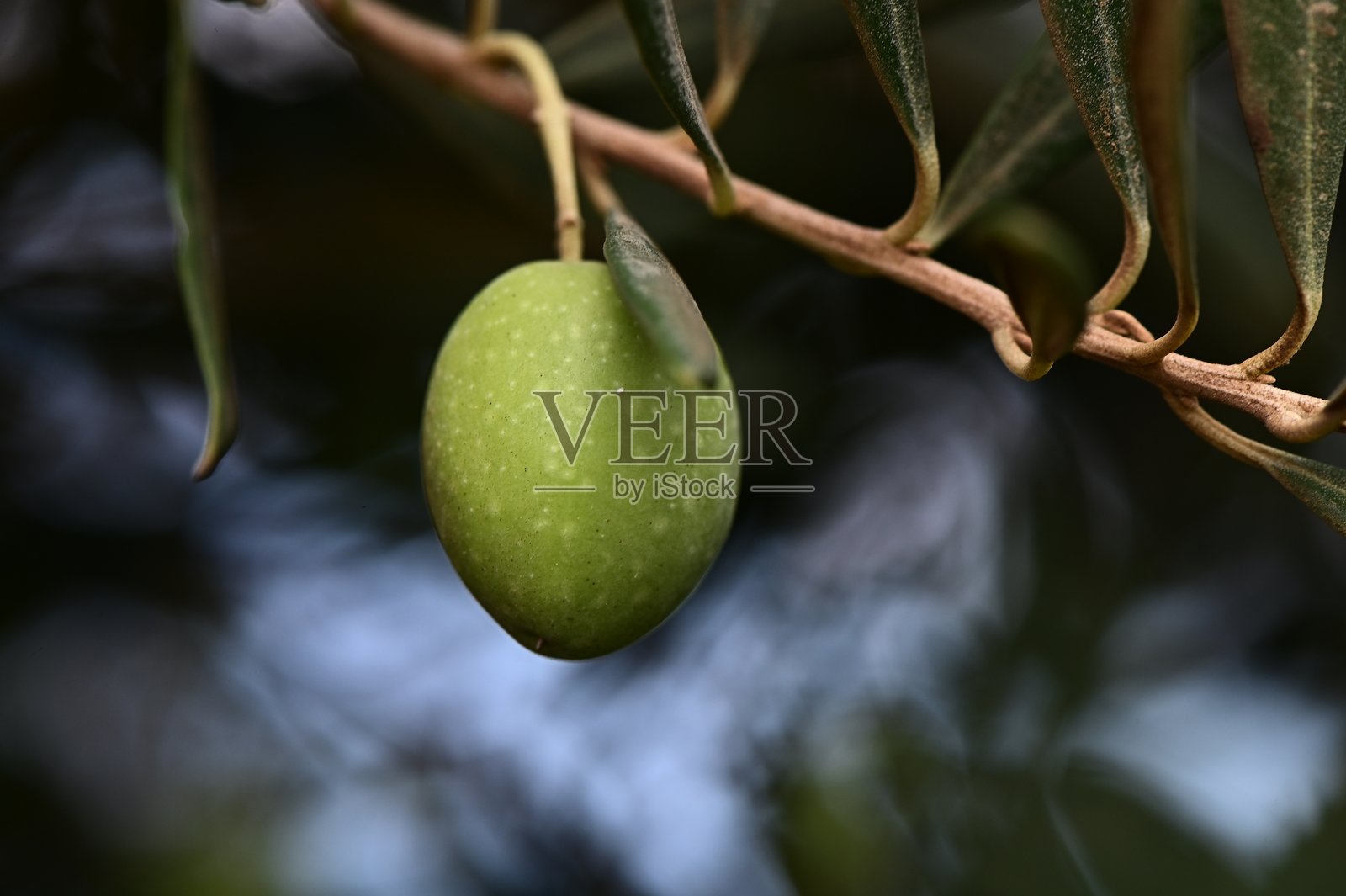 一张带有橄榄的橄榄枝照片照片摄影图片
