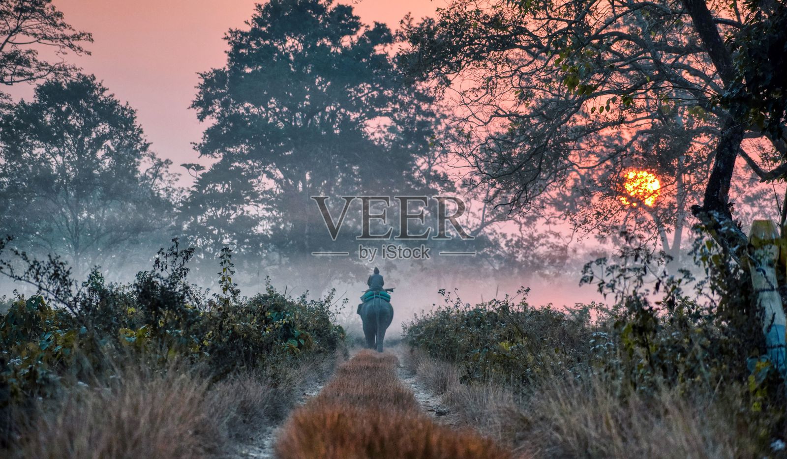 在日出时分，骑着大象沿着雾气弥漫的森林小径，四周环绕着郁郁葱葱的树木。照片摄影图片