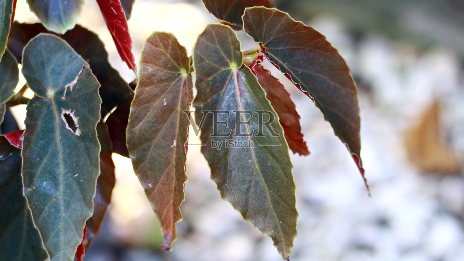 天使翅膀秋海棠照片摄影图片