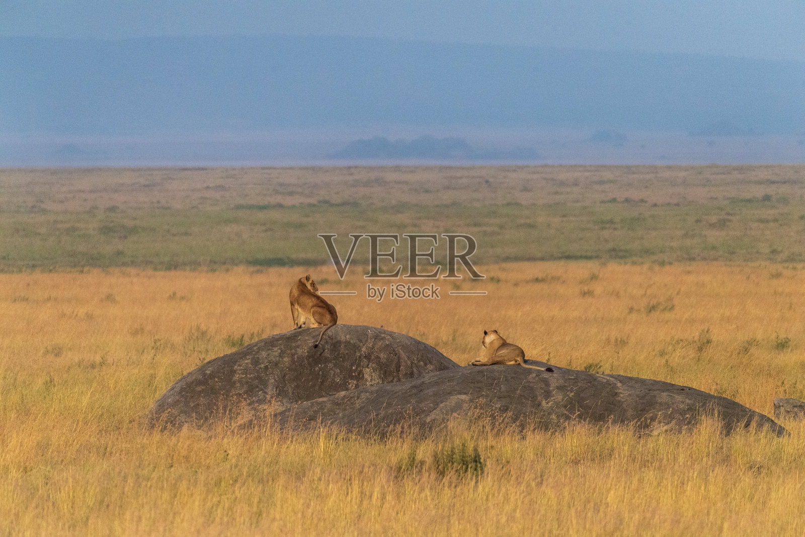 狮子们在岩石上休息照片摄影图片