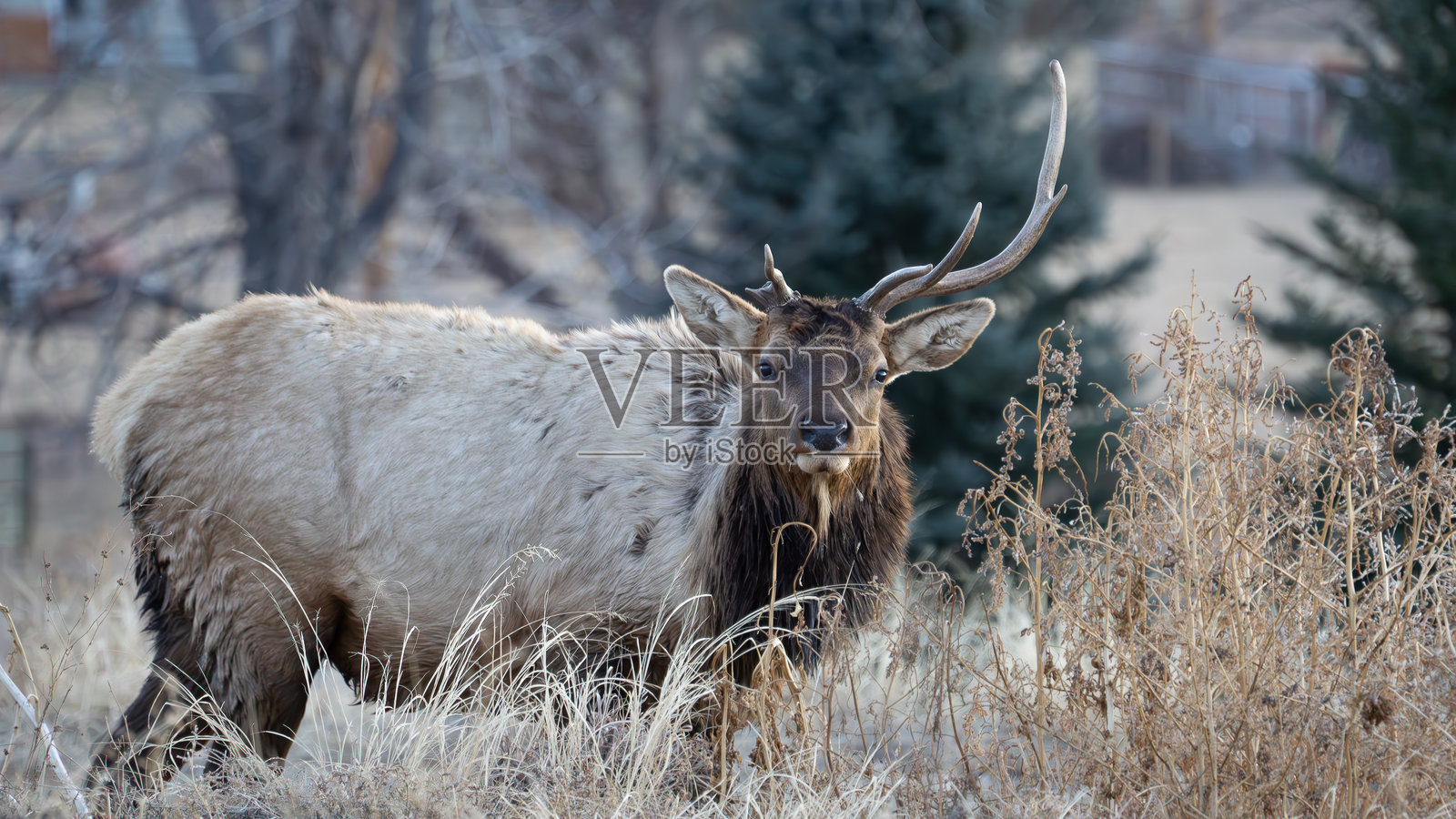 只有一只角的麋鹿照片摄影图片