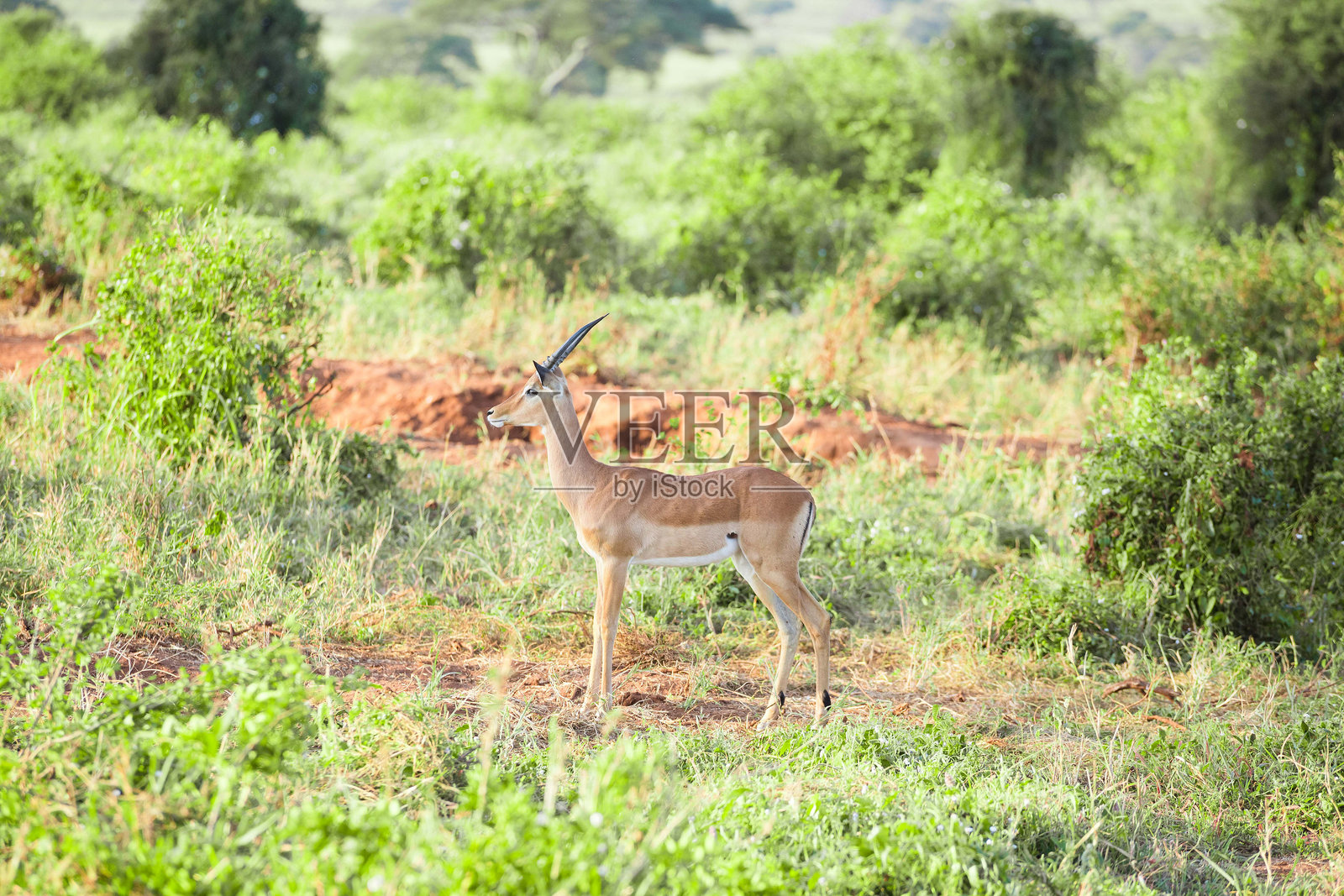 单只黑斑羚照片摄影图片