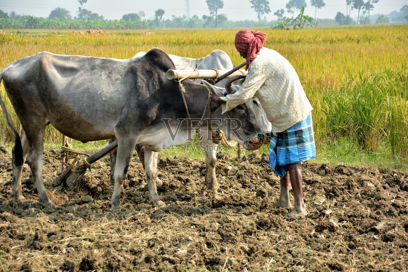 农民在农场里喂养牛只照片摄影图片