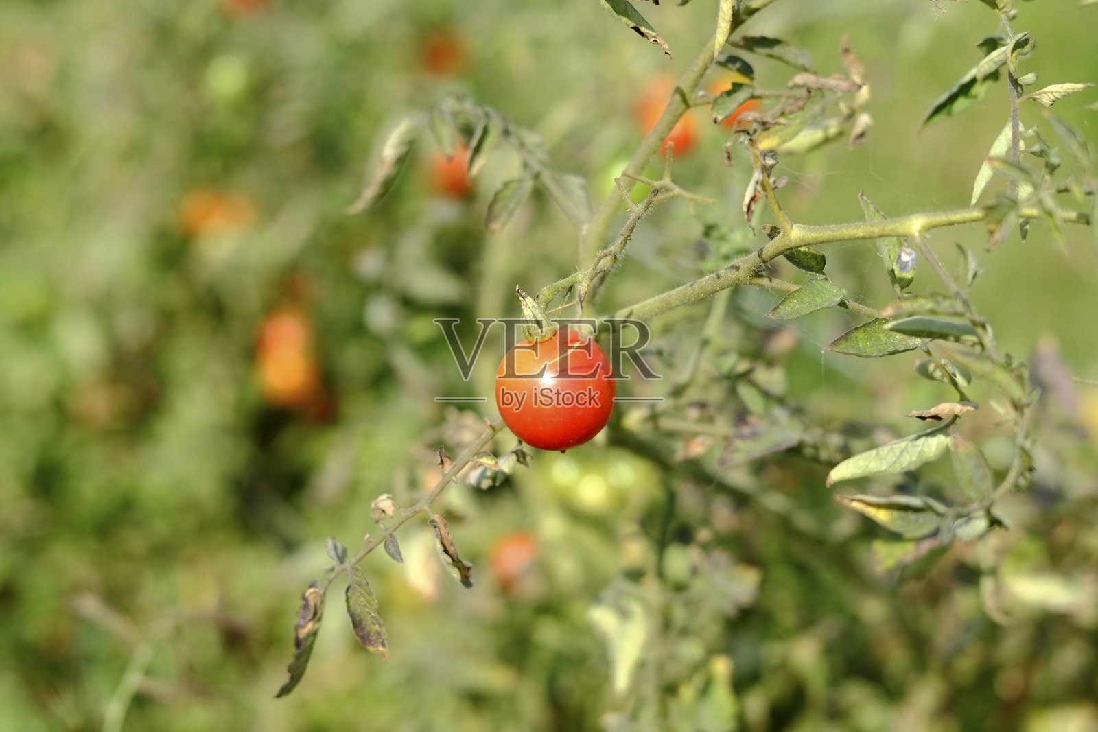 成熟的红樱桃番茄在藤上生长照片摄影图片