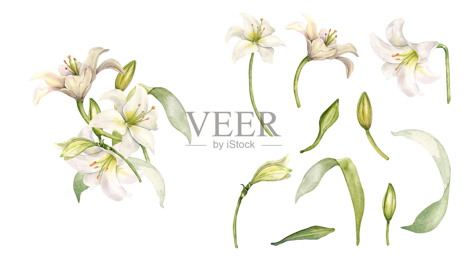 白色花朵和叶子水彩插图，独立展示。柔和色彩手绘的花卉植物组合。百合花束、花蕾和叶子为婚礼邀请、母亲节和洗礼而绘制。插画图片素材