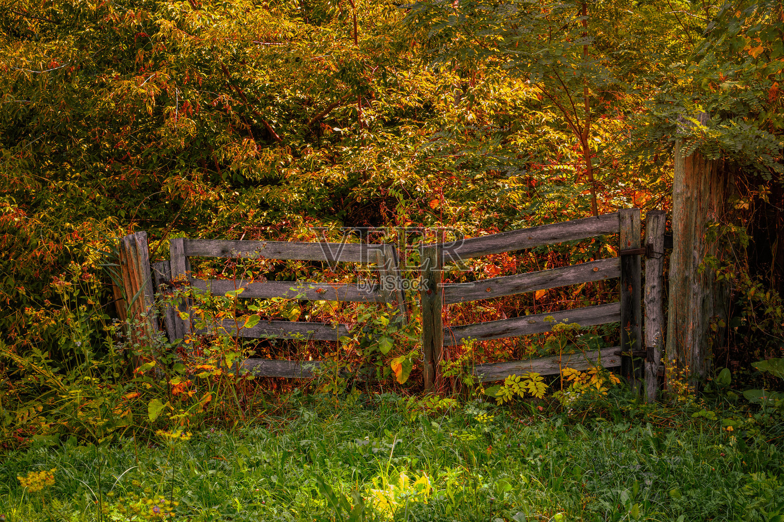 美丽的秋季森林风景照片摄影图片