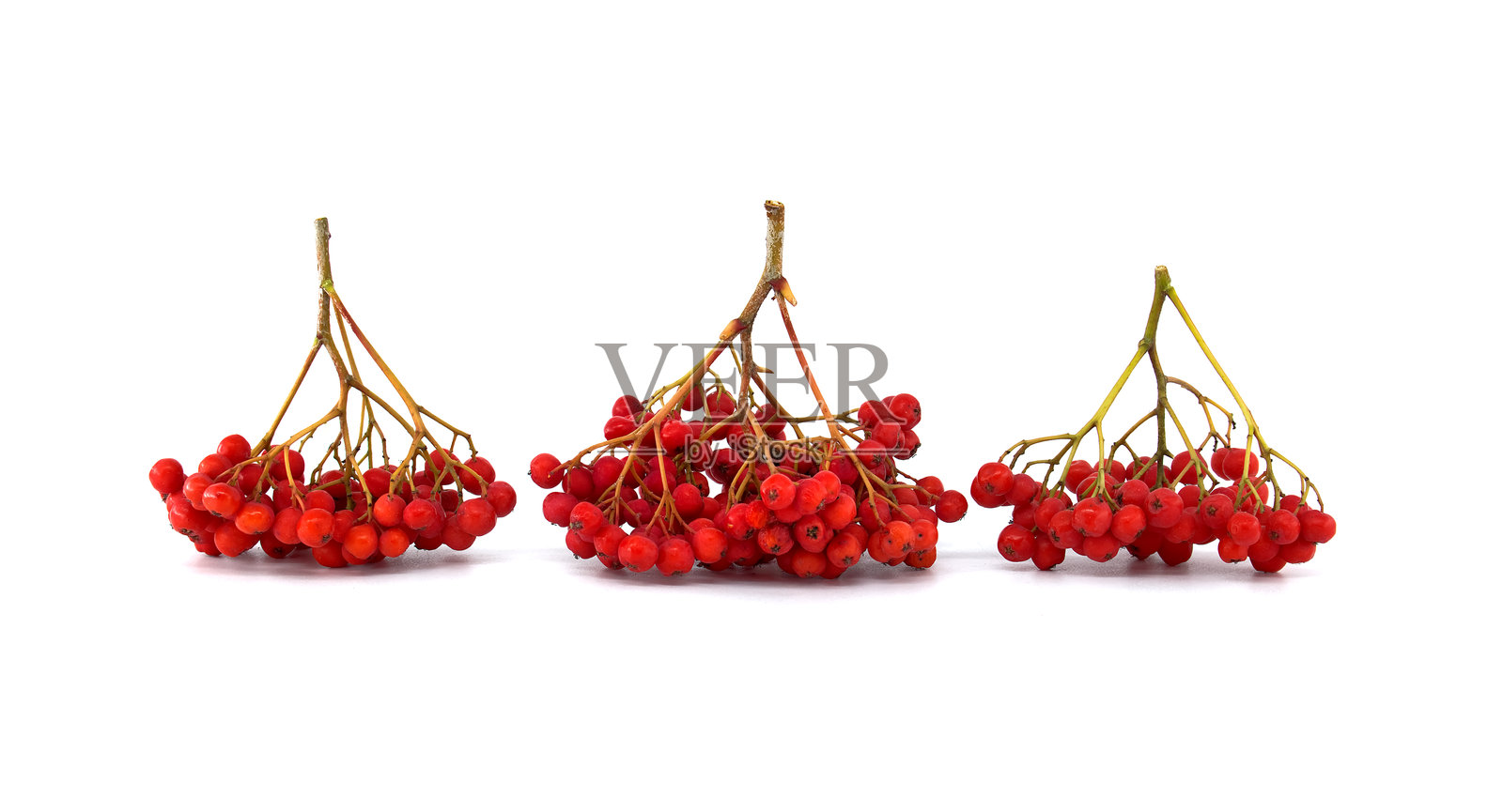 鲜艳的红色山楂果孤立在白色背景上照片摄影图片