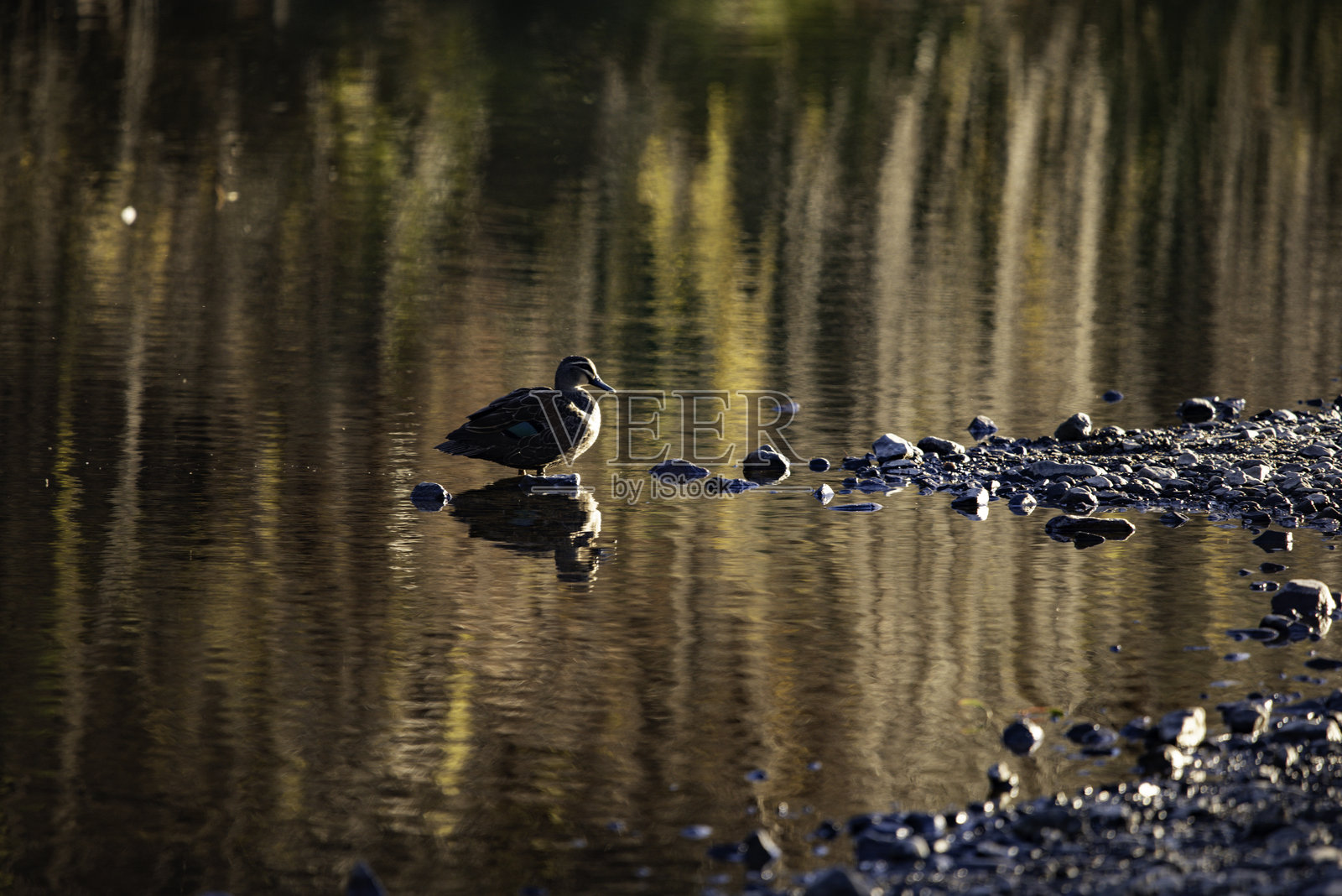 小鸟在河里捕鱼照片摄影图片