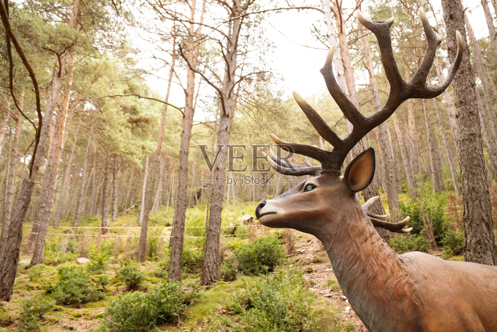 森林中间的一只鹿的身影。照片摄影图片