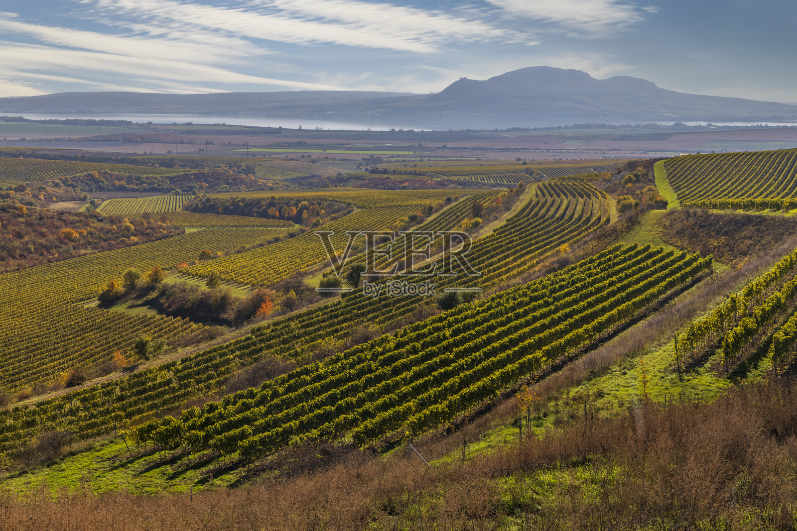 捷克共和国南摩拉维亚的帕拉瓦葡萄园照片摄影图片