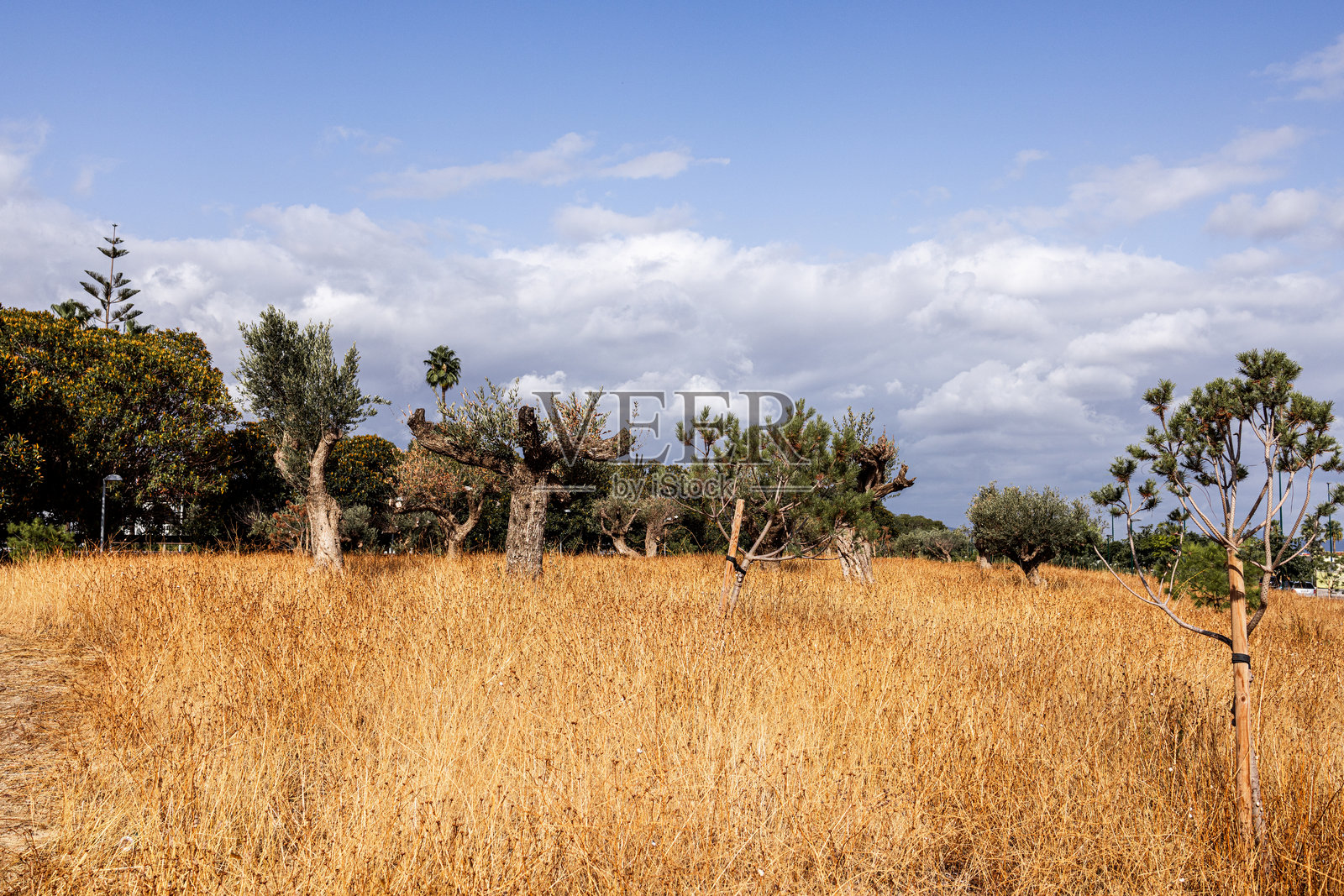 橄榄树在干燥的草地上生长，天空多云照片摄影图片