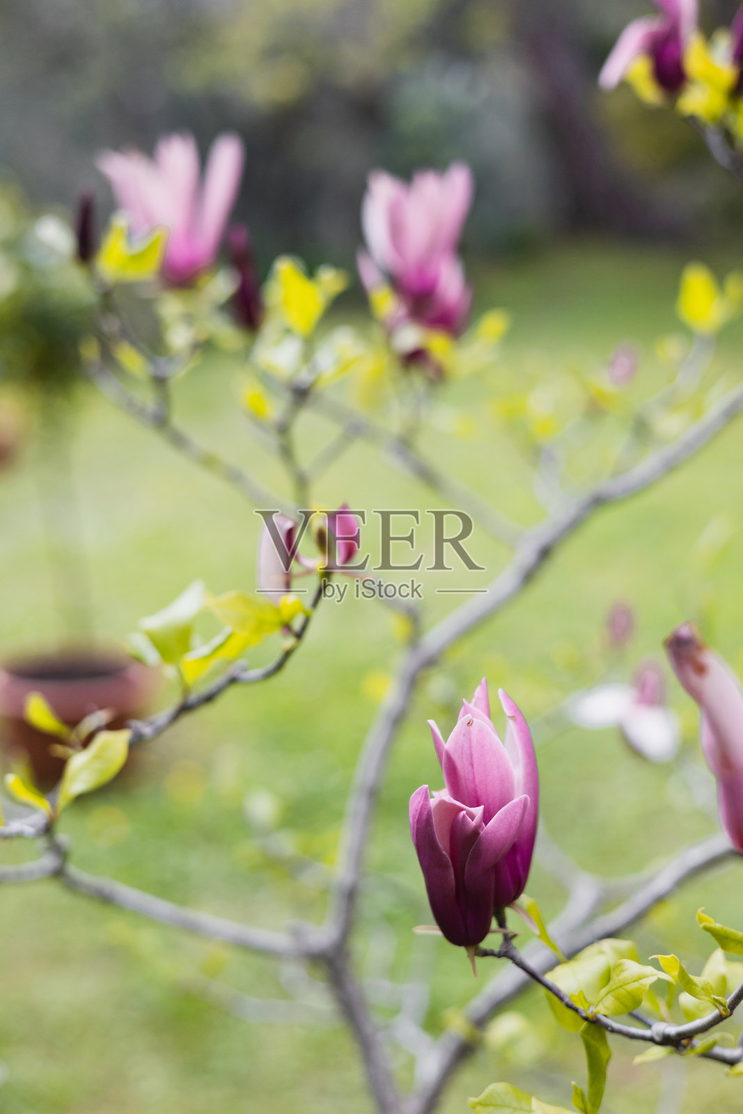 春季生长季节中绚丽多彩的花朵照片摄影图片