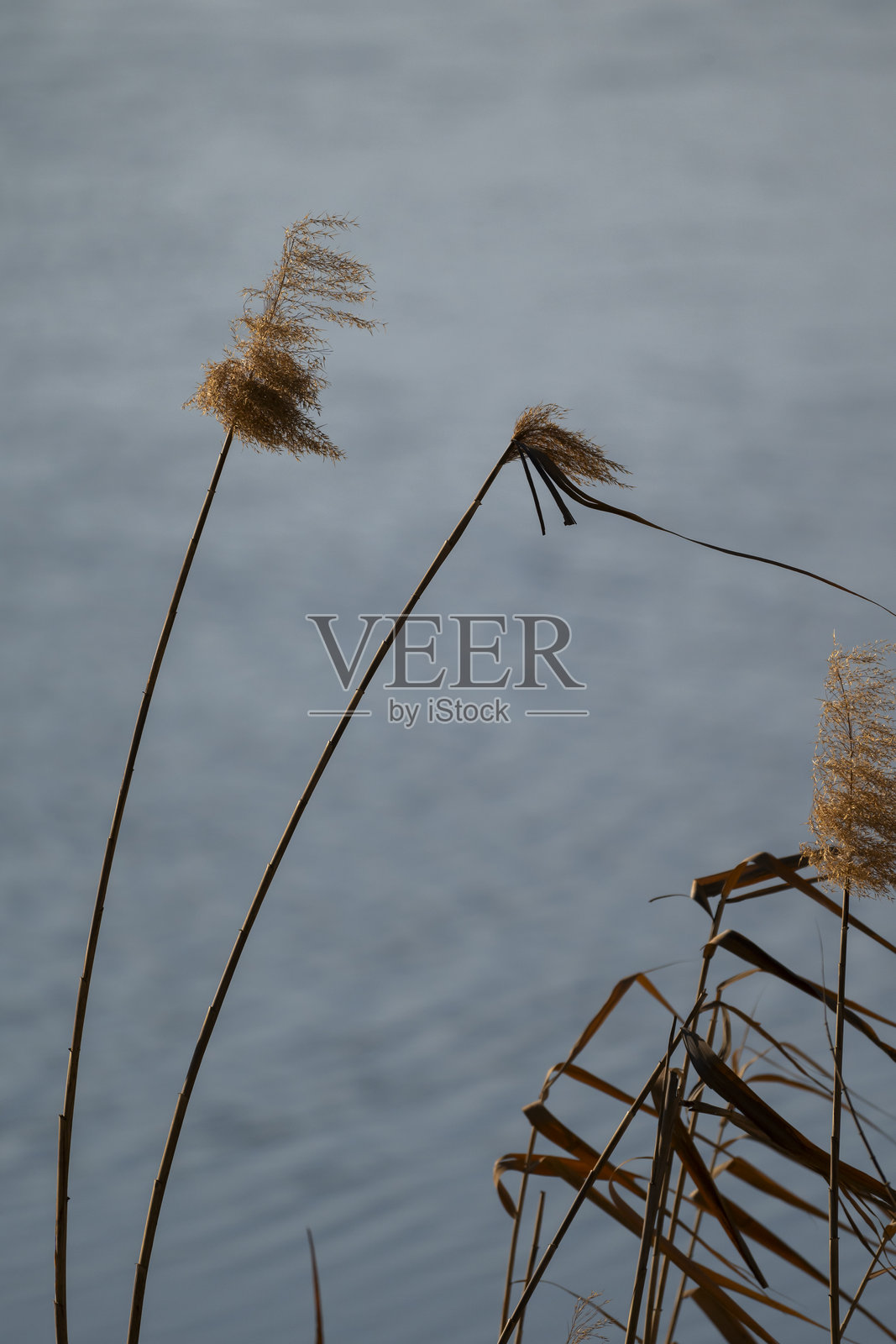 野草在风中摇曳，背景是一条宁静的蓝色河流，捕捉到自然运动中的宁静时刻。照片摄影图片