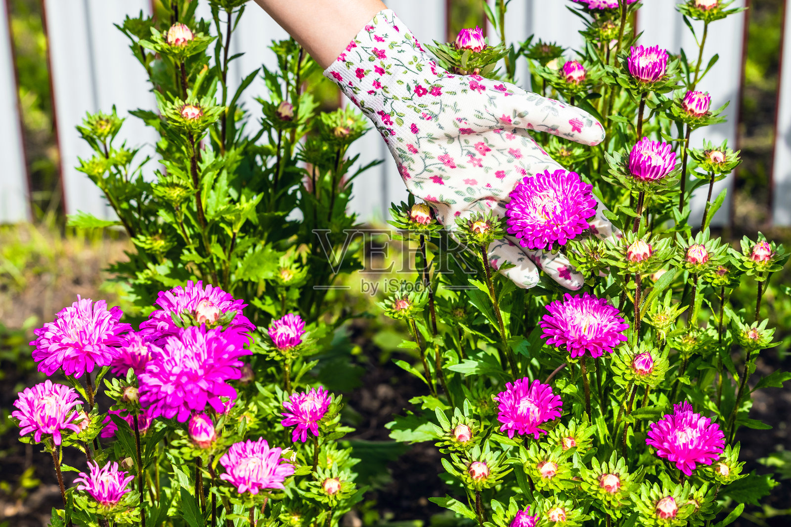 戴园艺手套的女人照料紫菀花照片摄影图片
