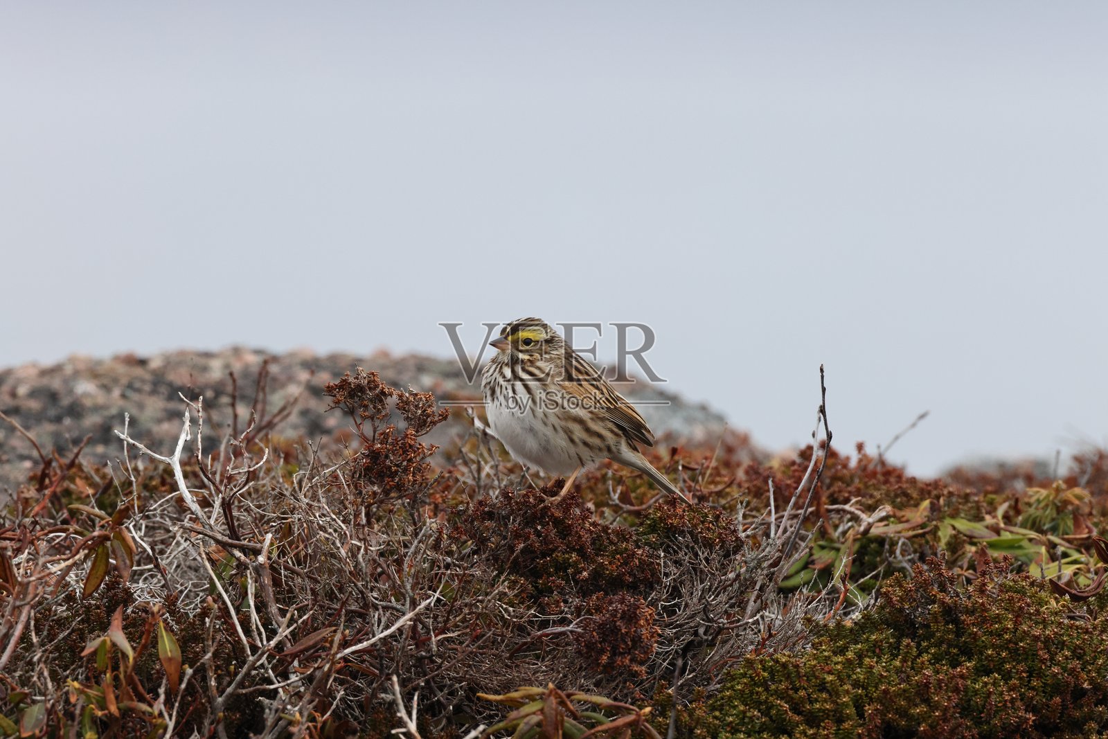 萨凡纳麻雀(学名:Passerculus sandwhensis)产于加拿大纽芬兰和拉布拉多照片摄影图片